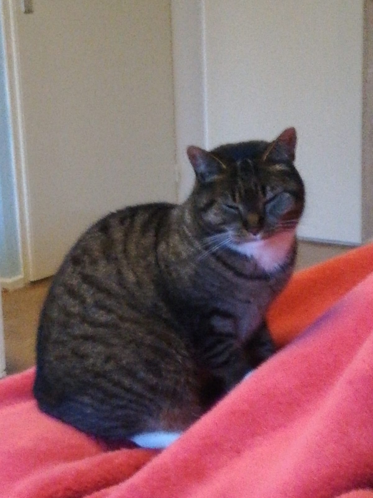Kitty foto 6