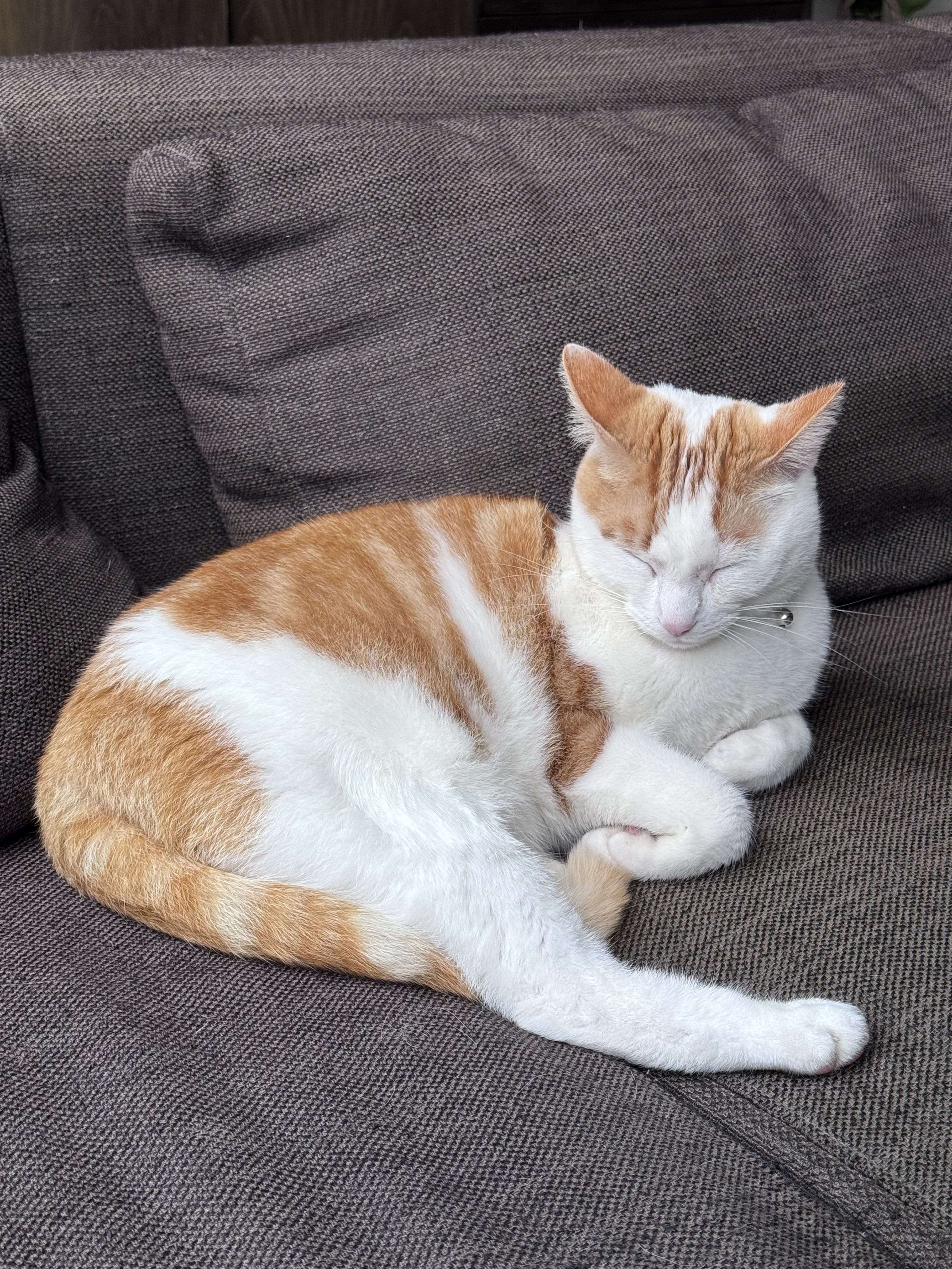 Koos(je) foto 9