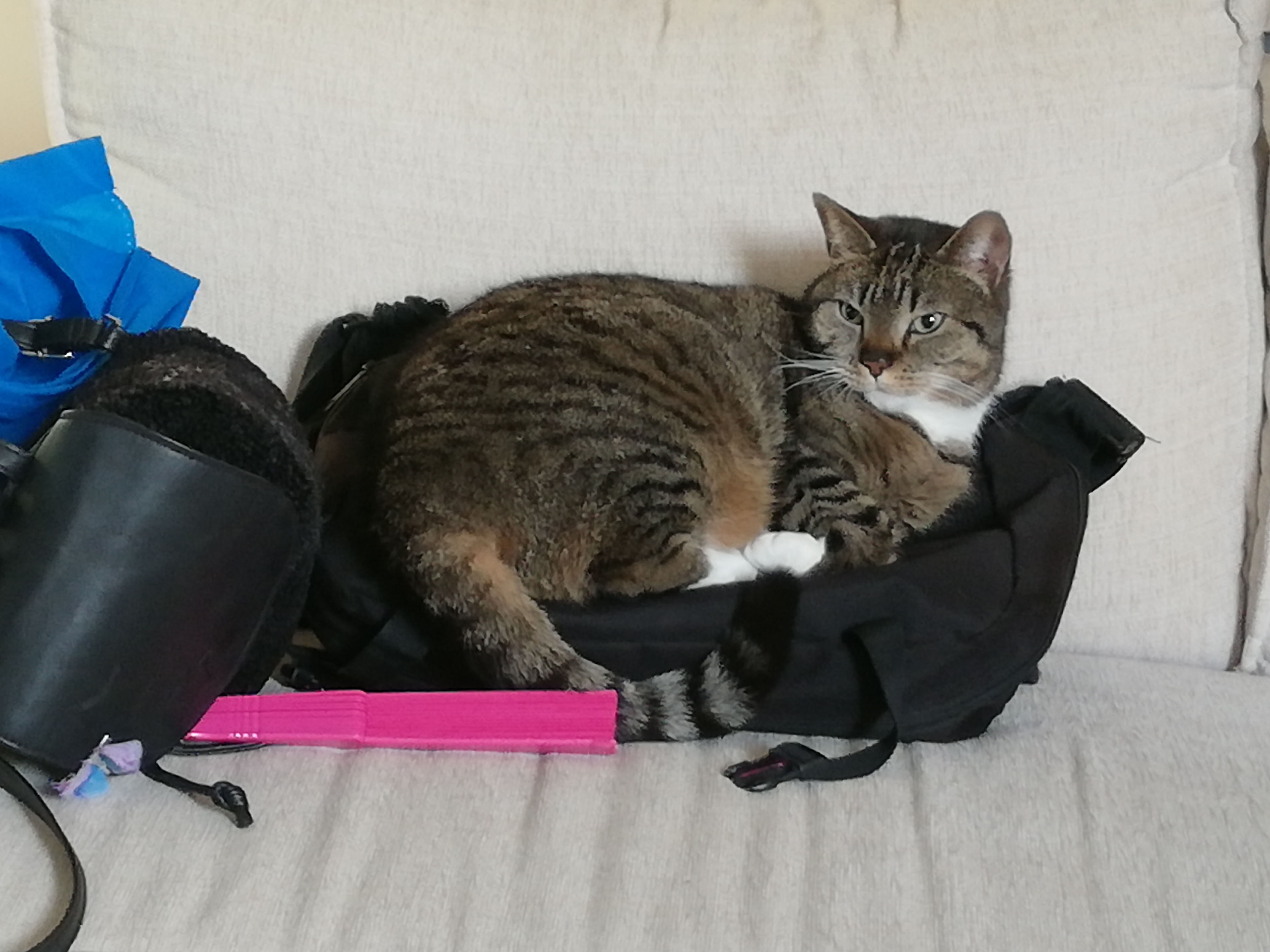 Kitty foto 5