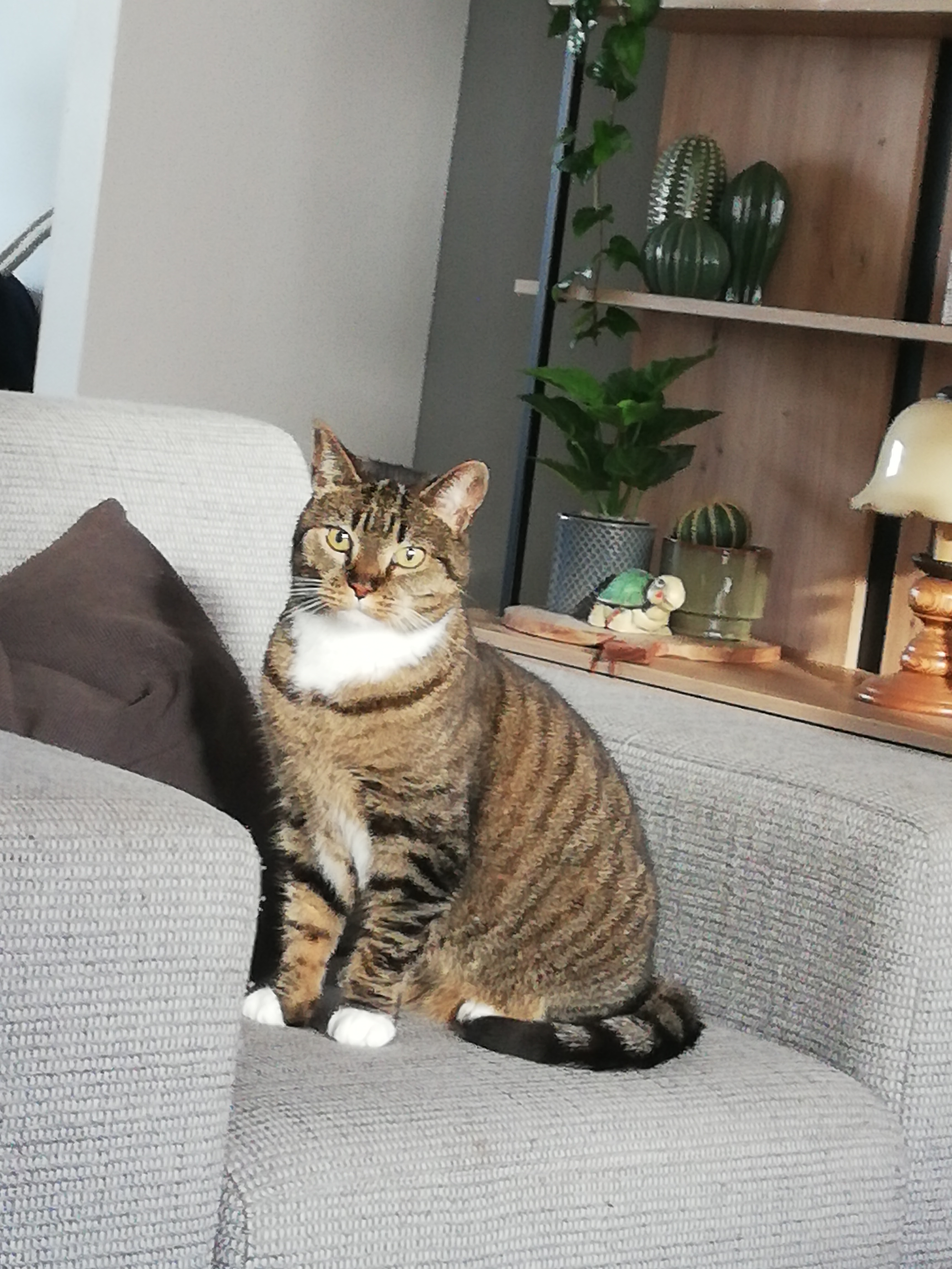 Kitty foto 2