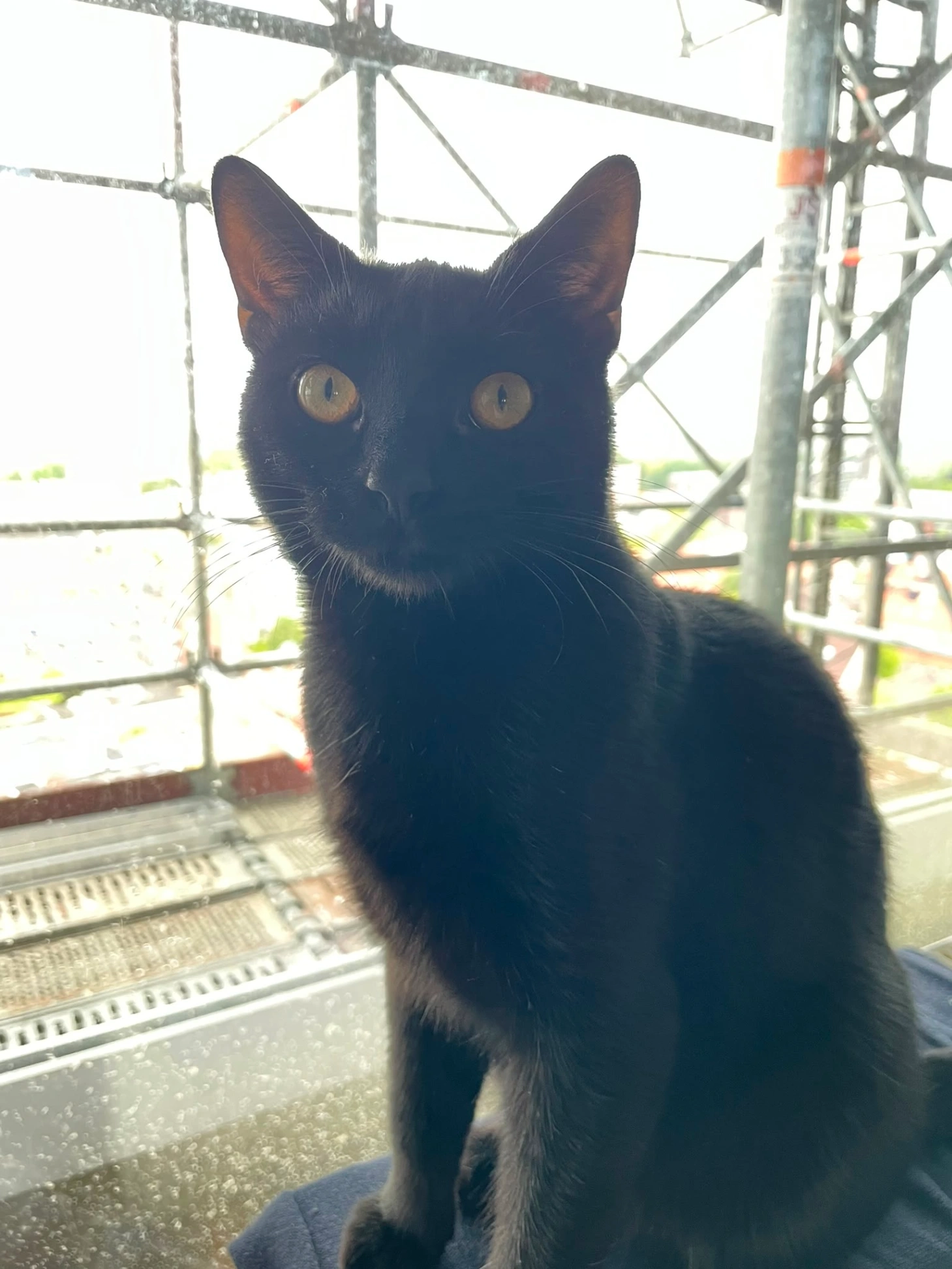 Foto van Nero