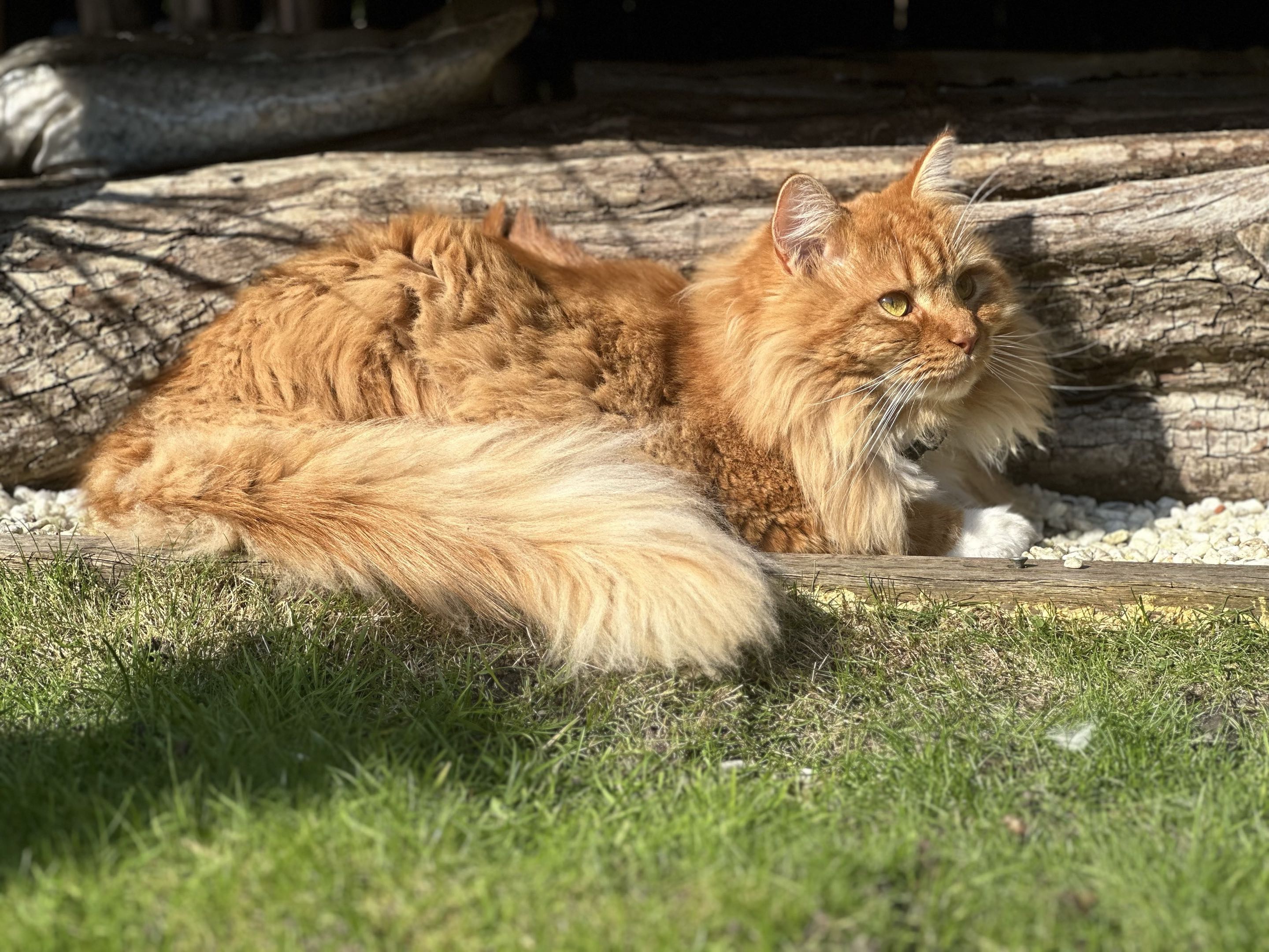 Foto van Ody (Odysseus)