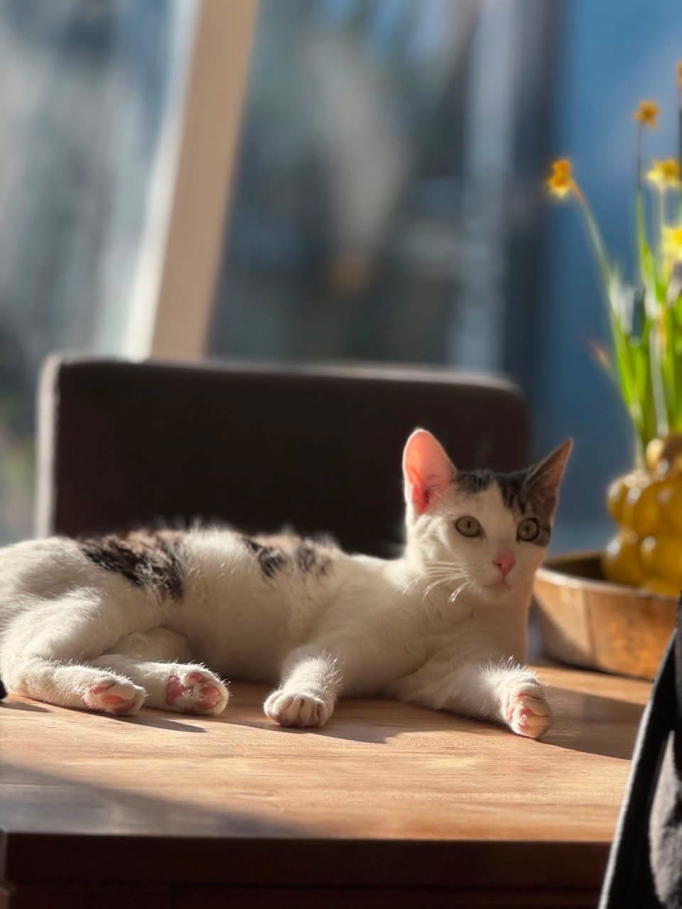 Foto van Wolkie