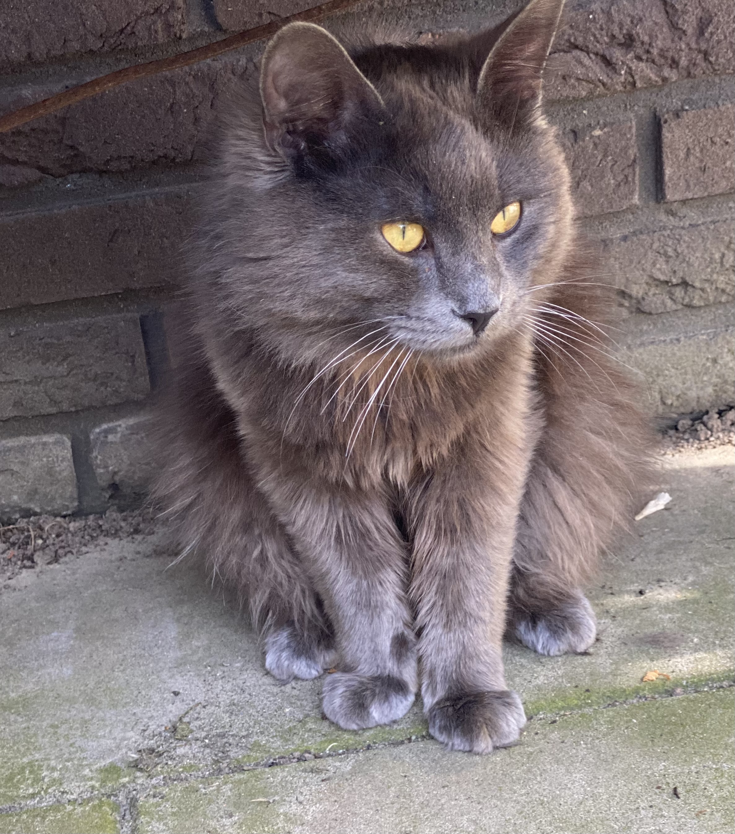 Foto van Raffie