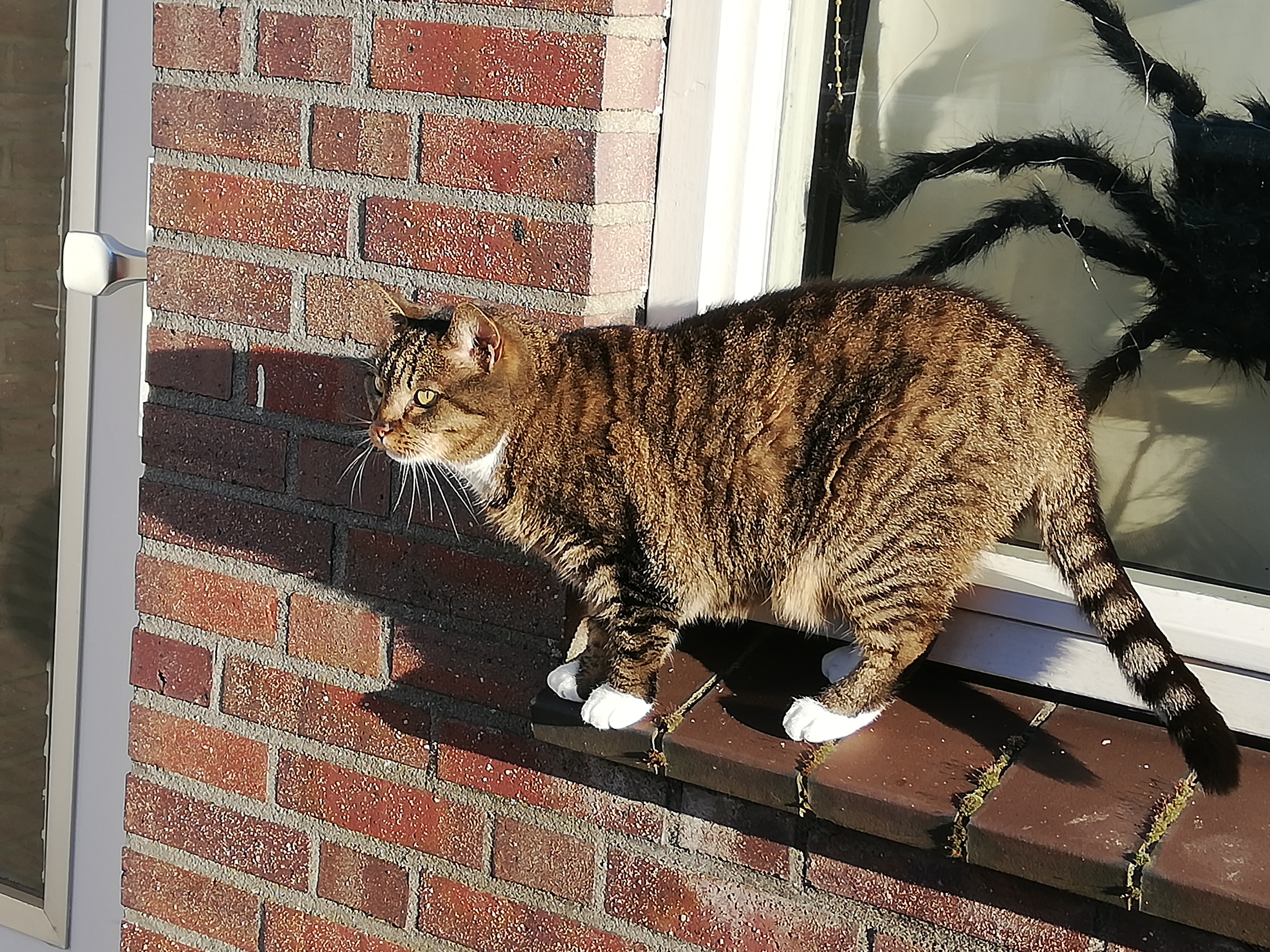 Kitty foto 3