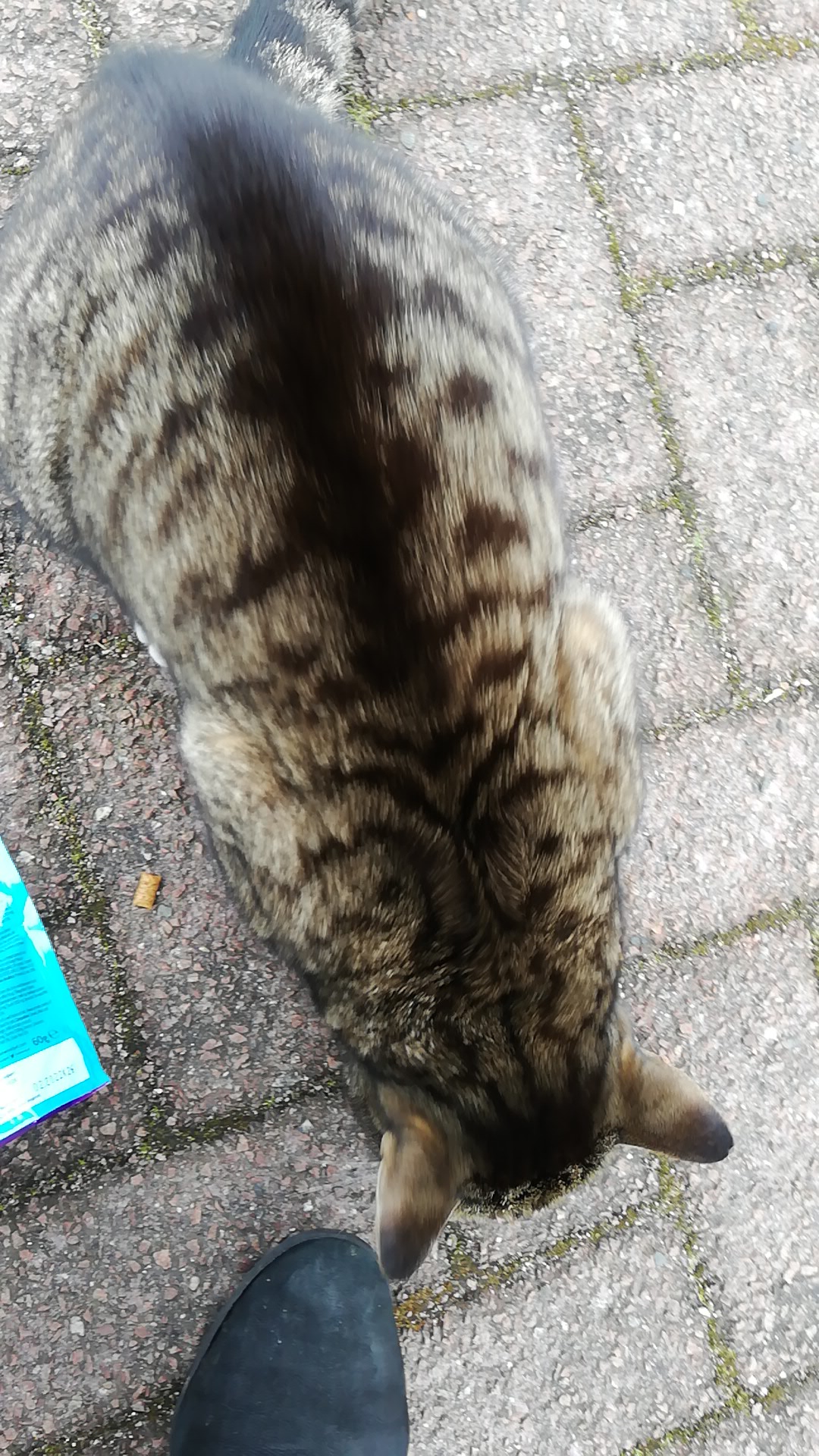 Kitty foto 4