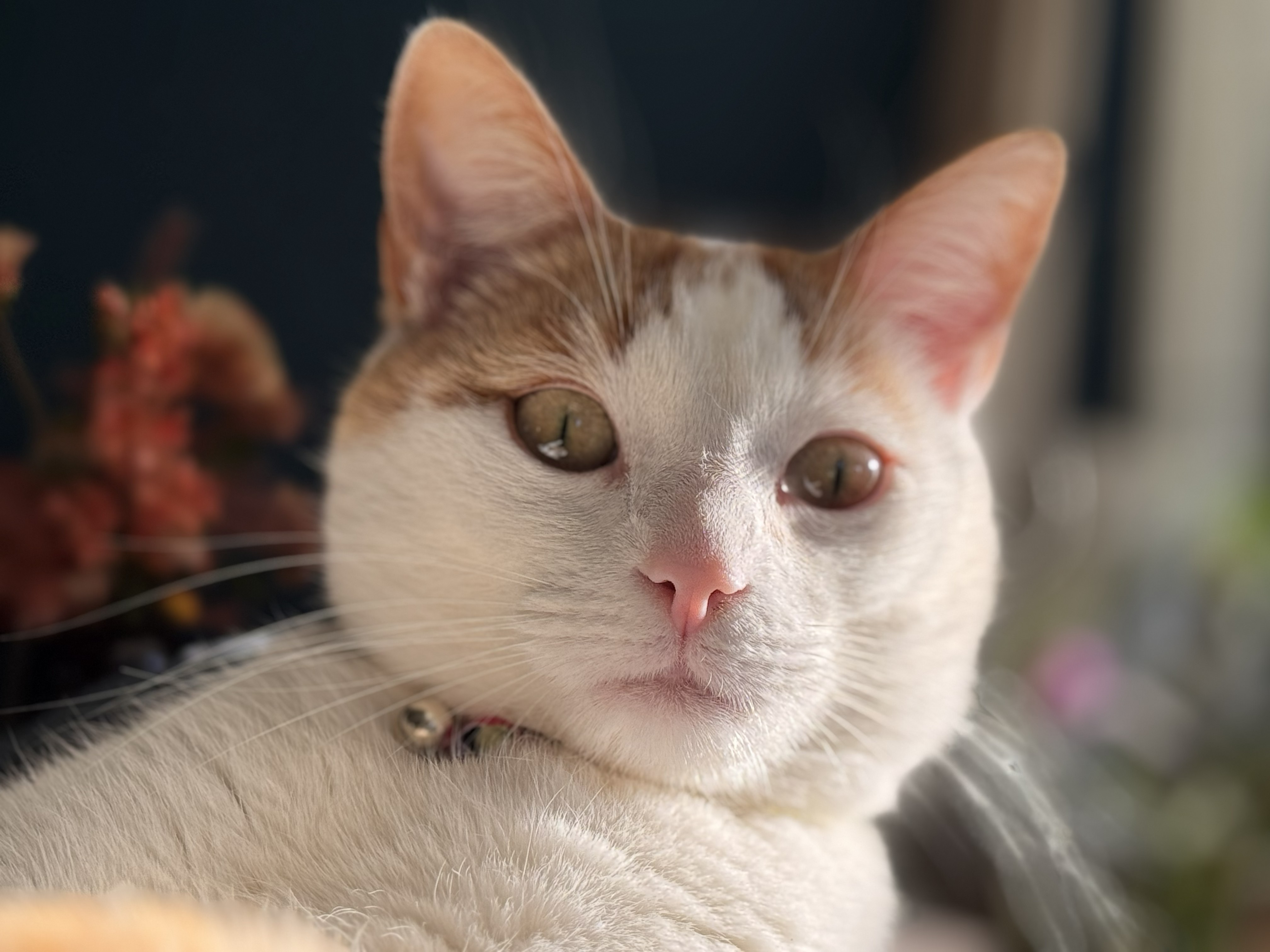 Koos(je) foto 10