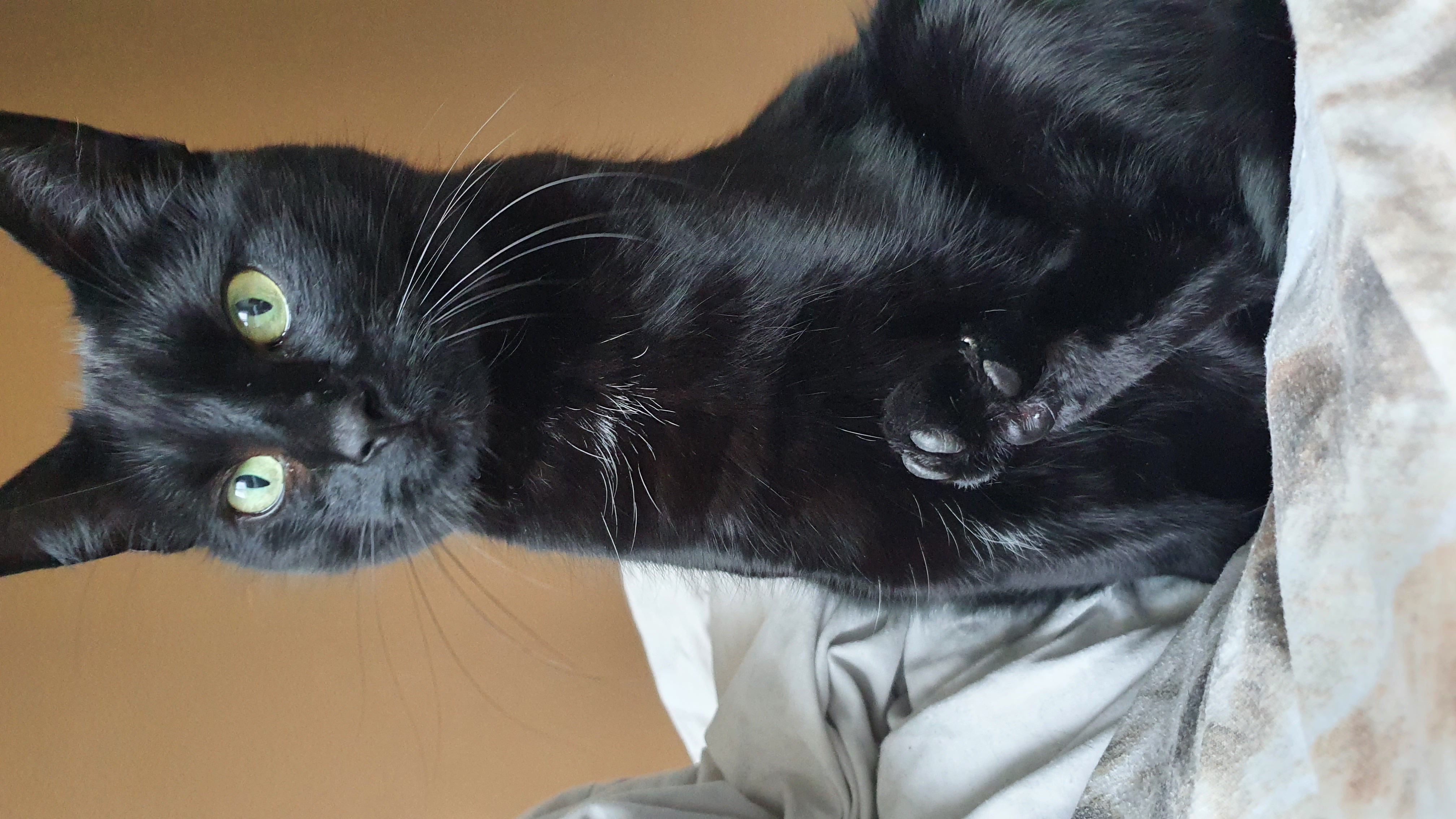 Simba foto 5