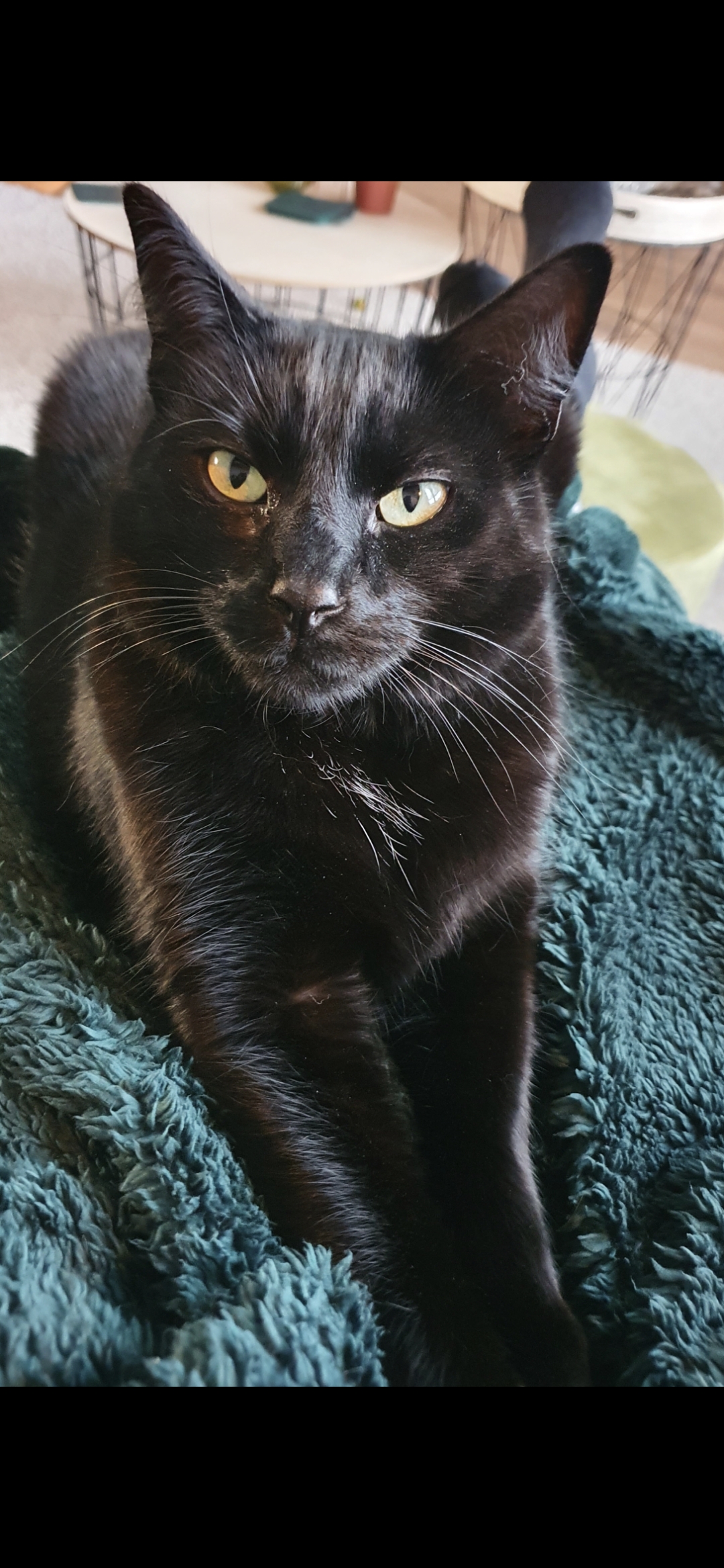 Simba foto 2