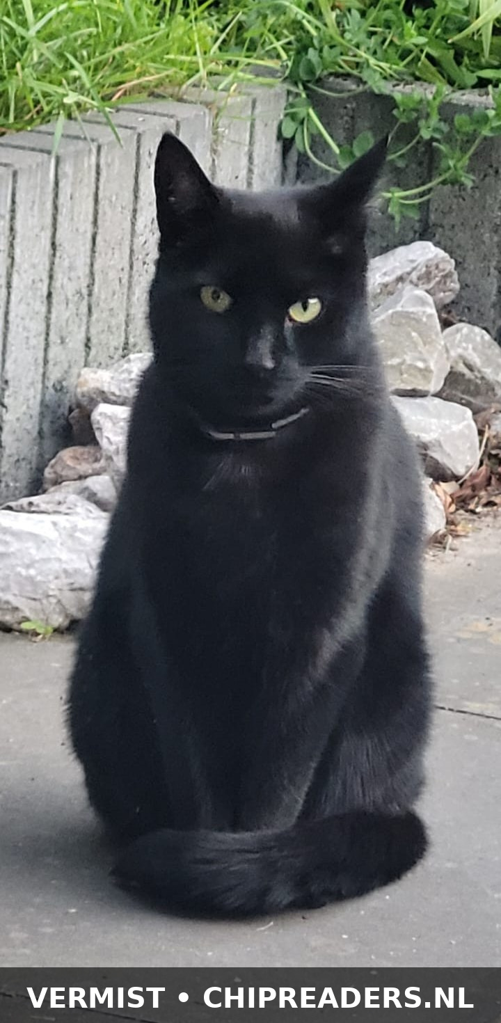 Odin