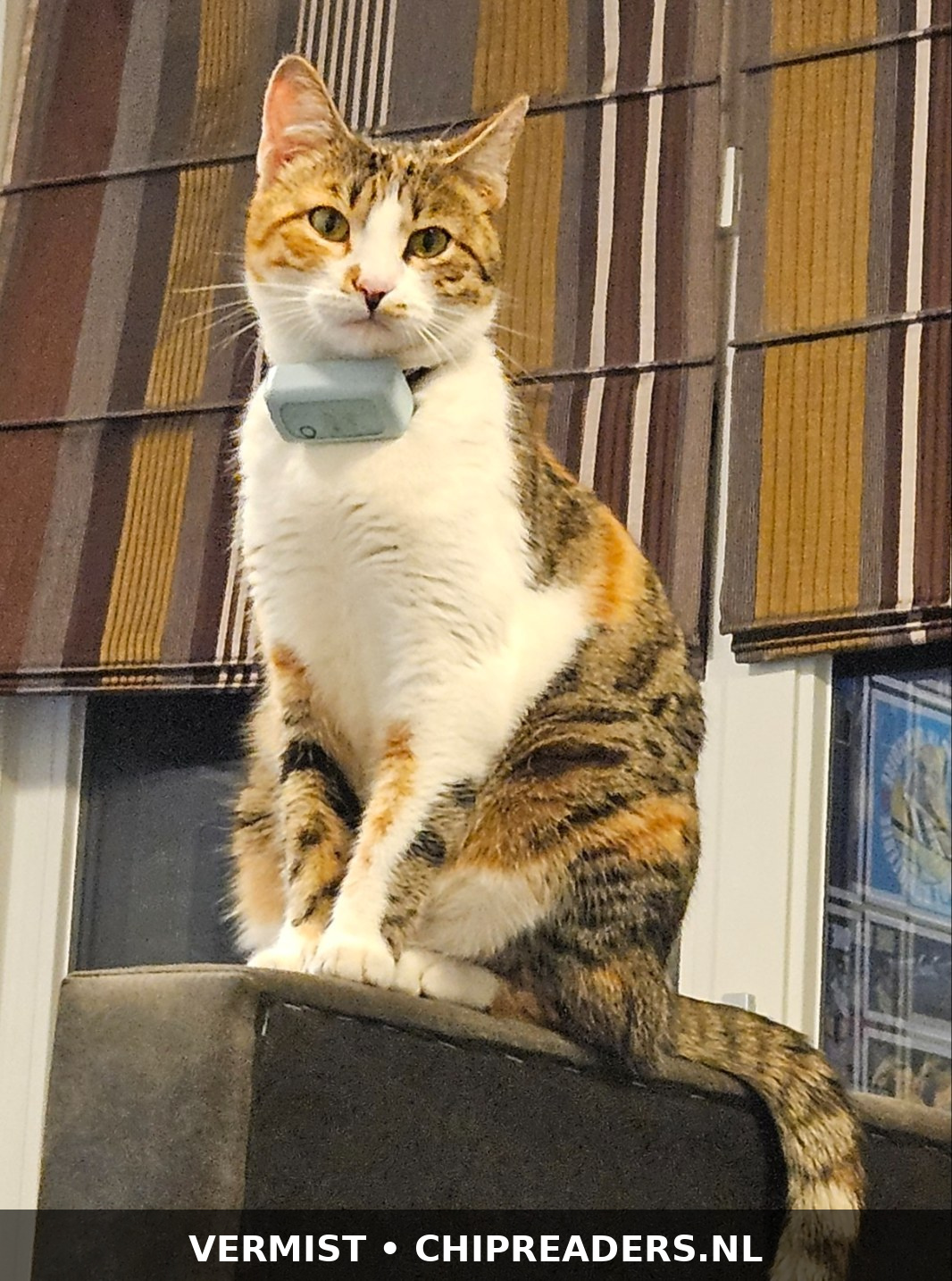 Foto van Loki