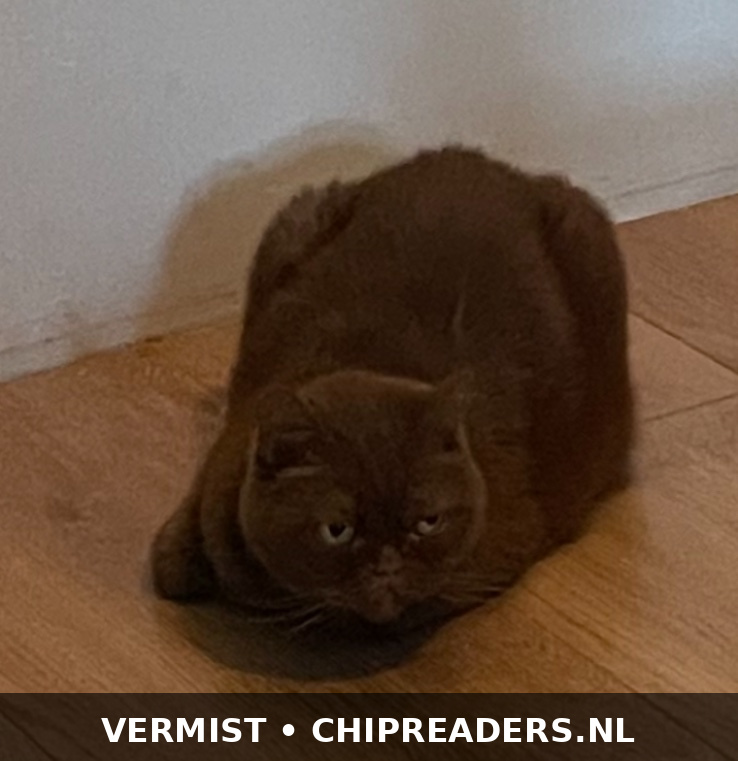 Kleine Poes