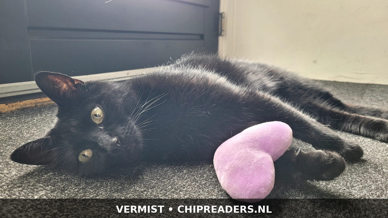 Foto van Archimedes Pannekoek (Archi)