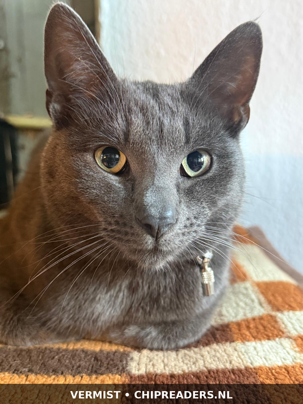 Herman foto 2