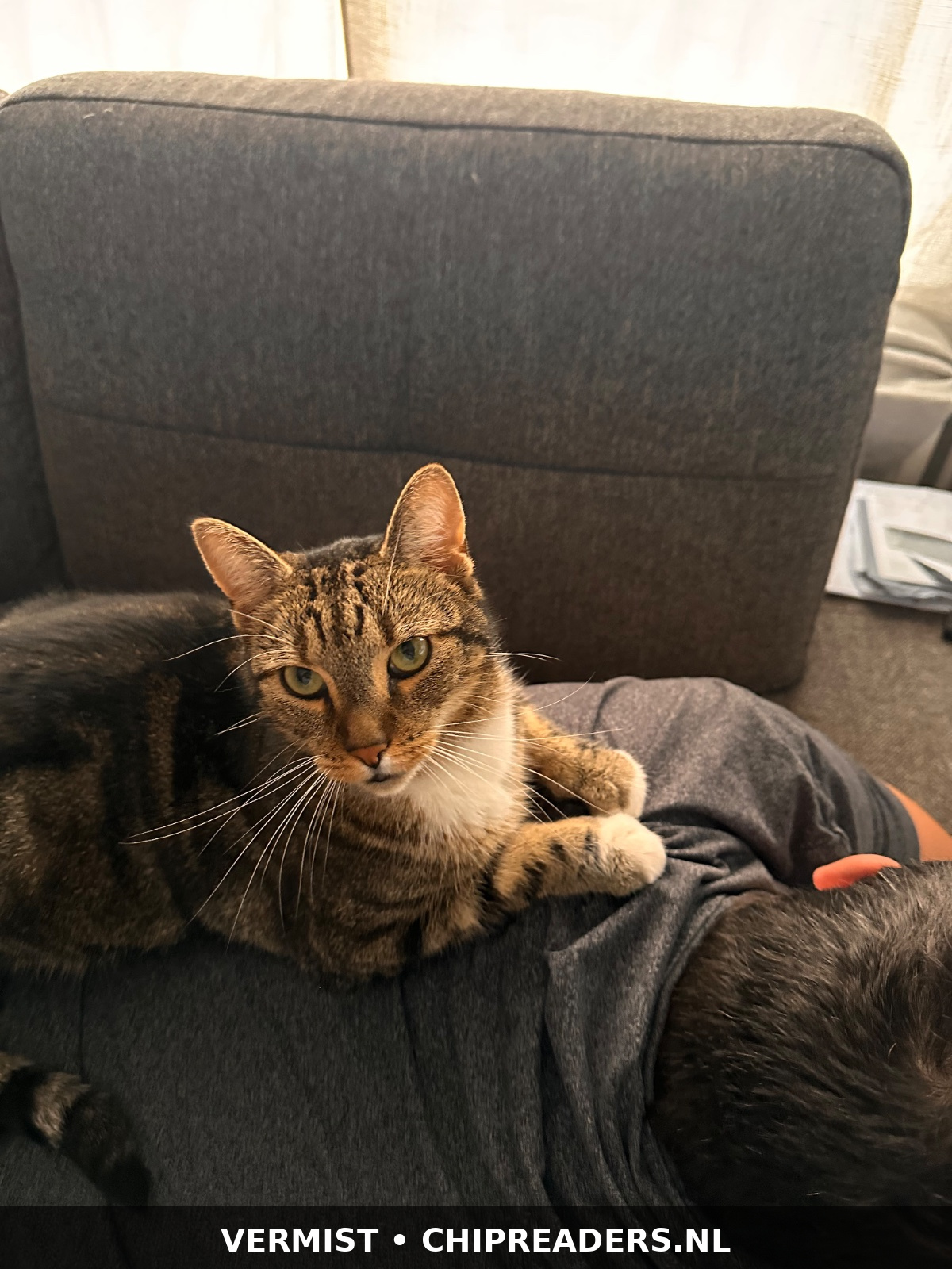 Foto van Oreo