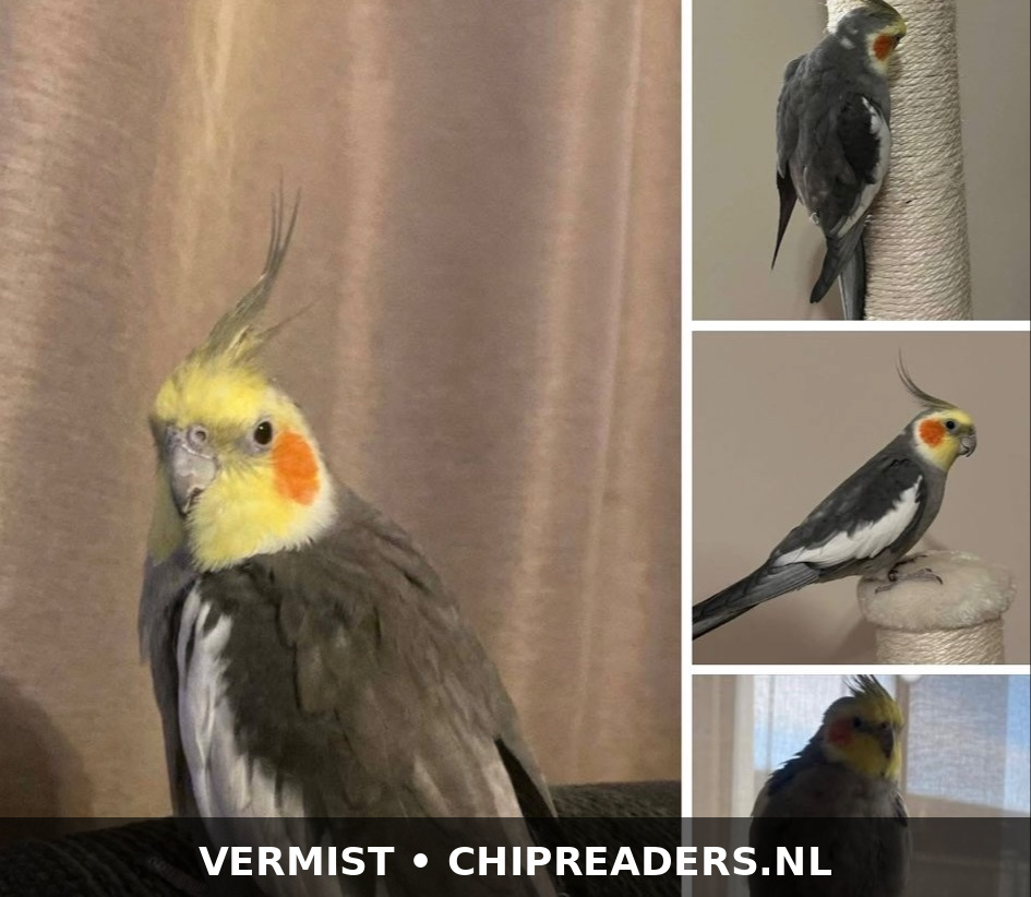Foto van Kiki