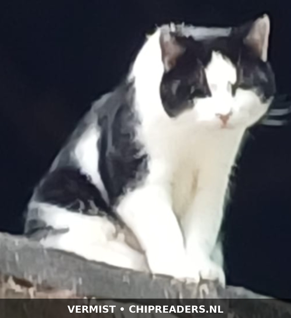 Foto van Omer(ex Donny)
