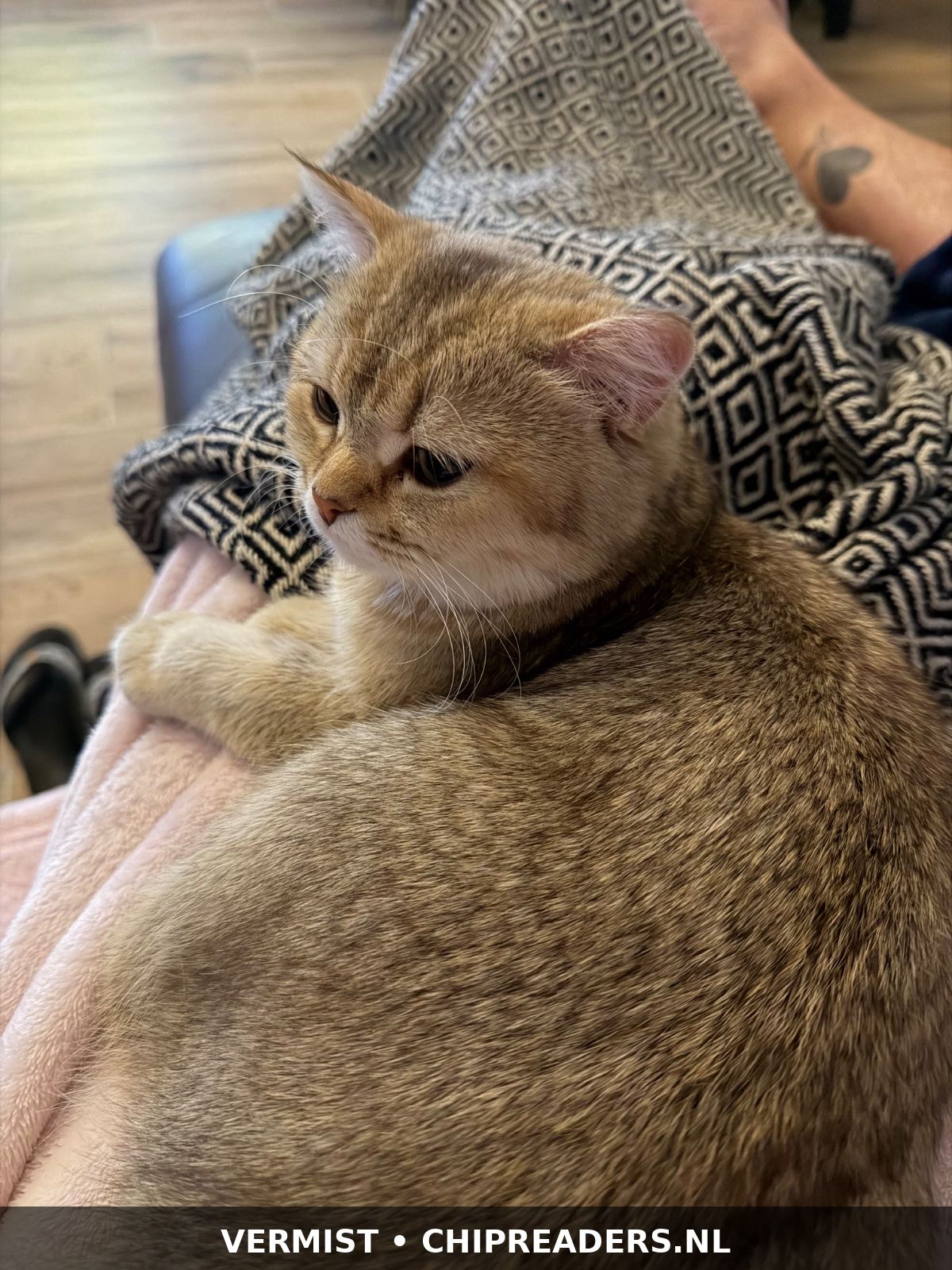 Foto van Viola