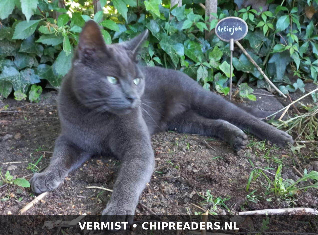 Foto van Muis