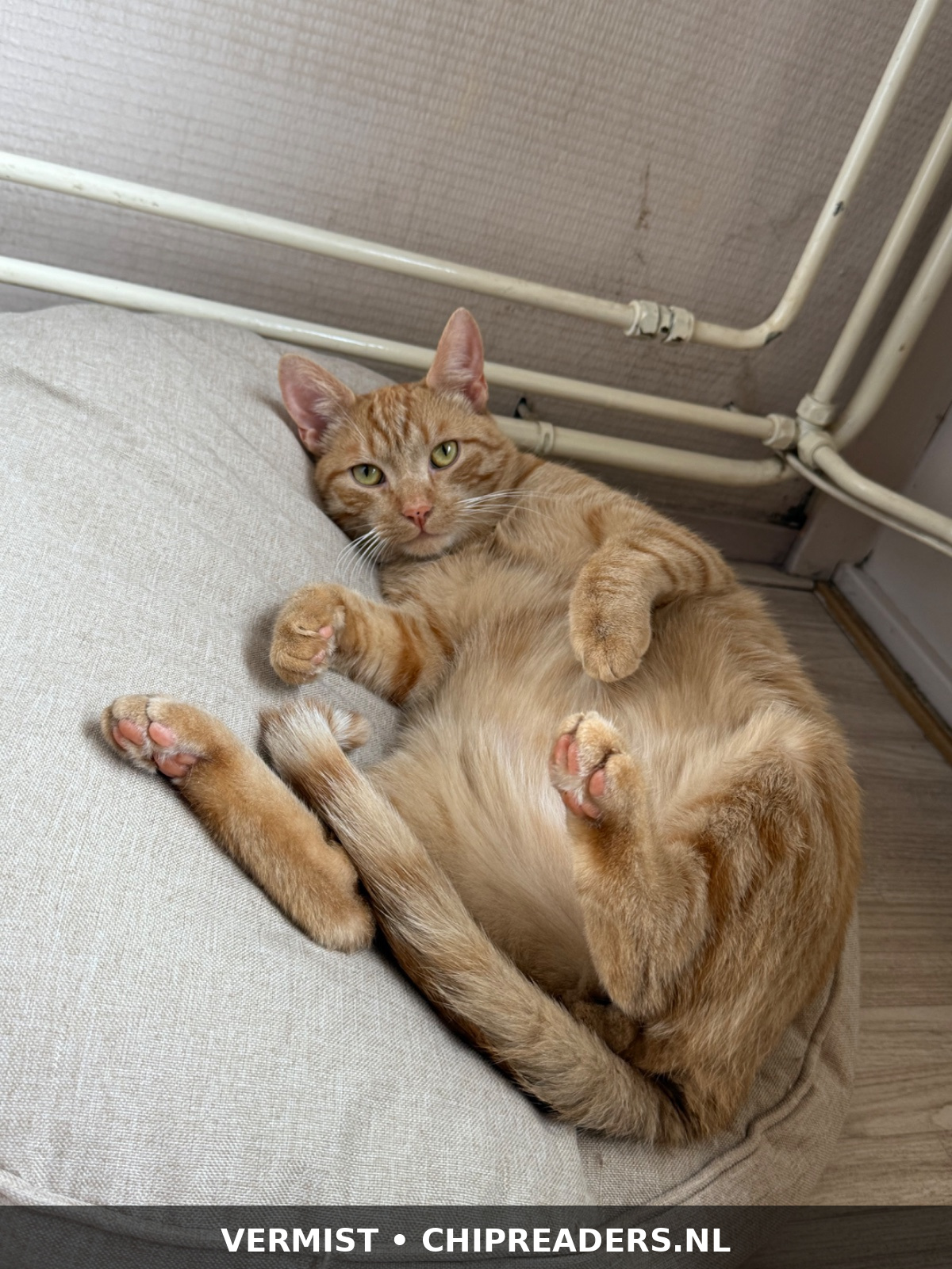 Foto van Milo