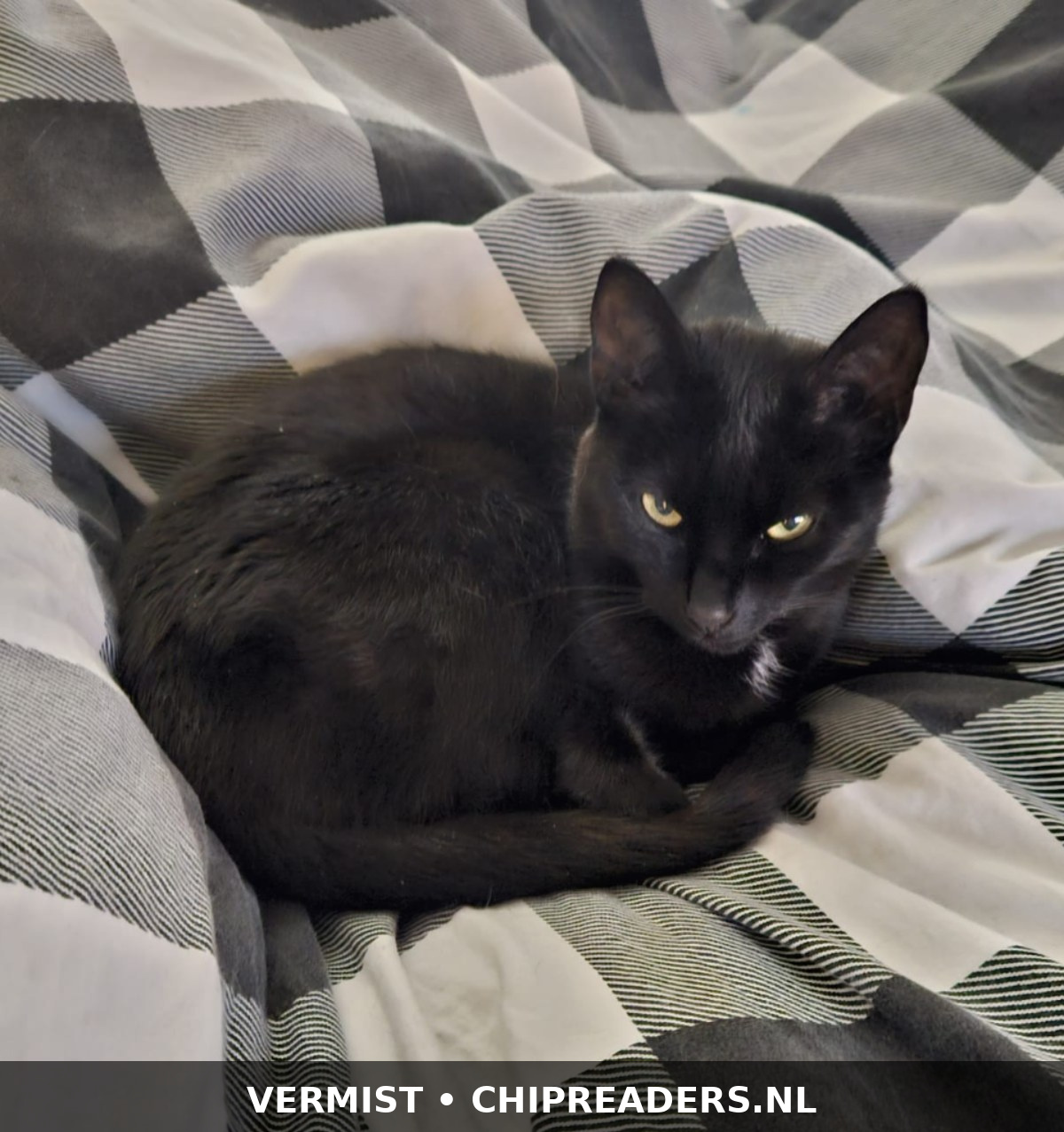 Foto van Lola
