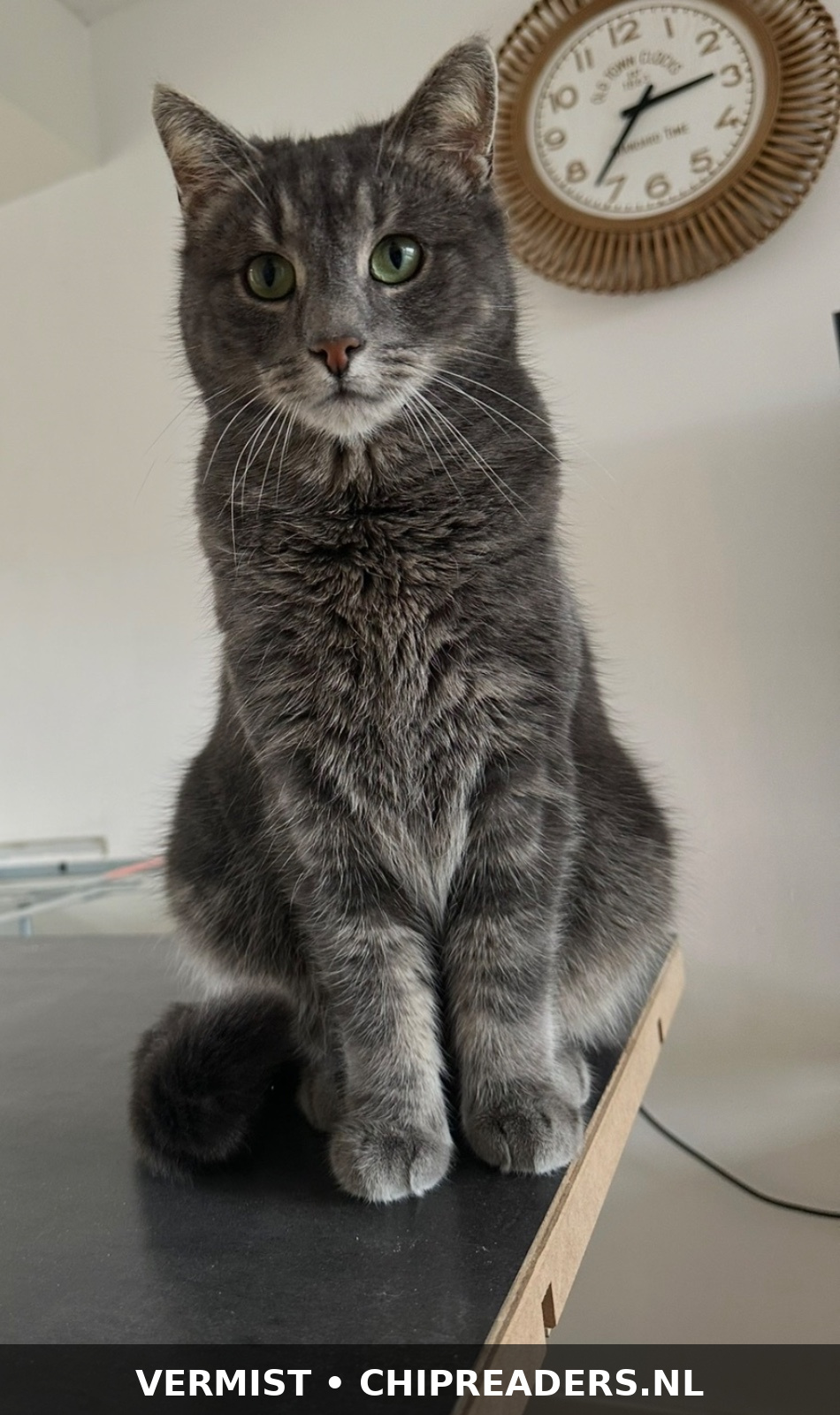 Foto van Pip