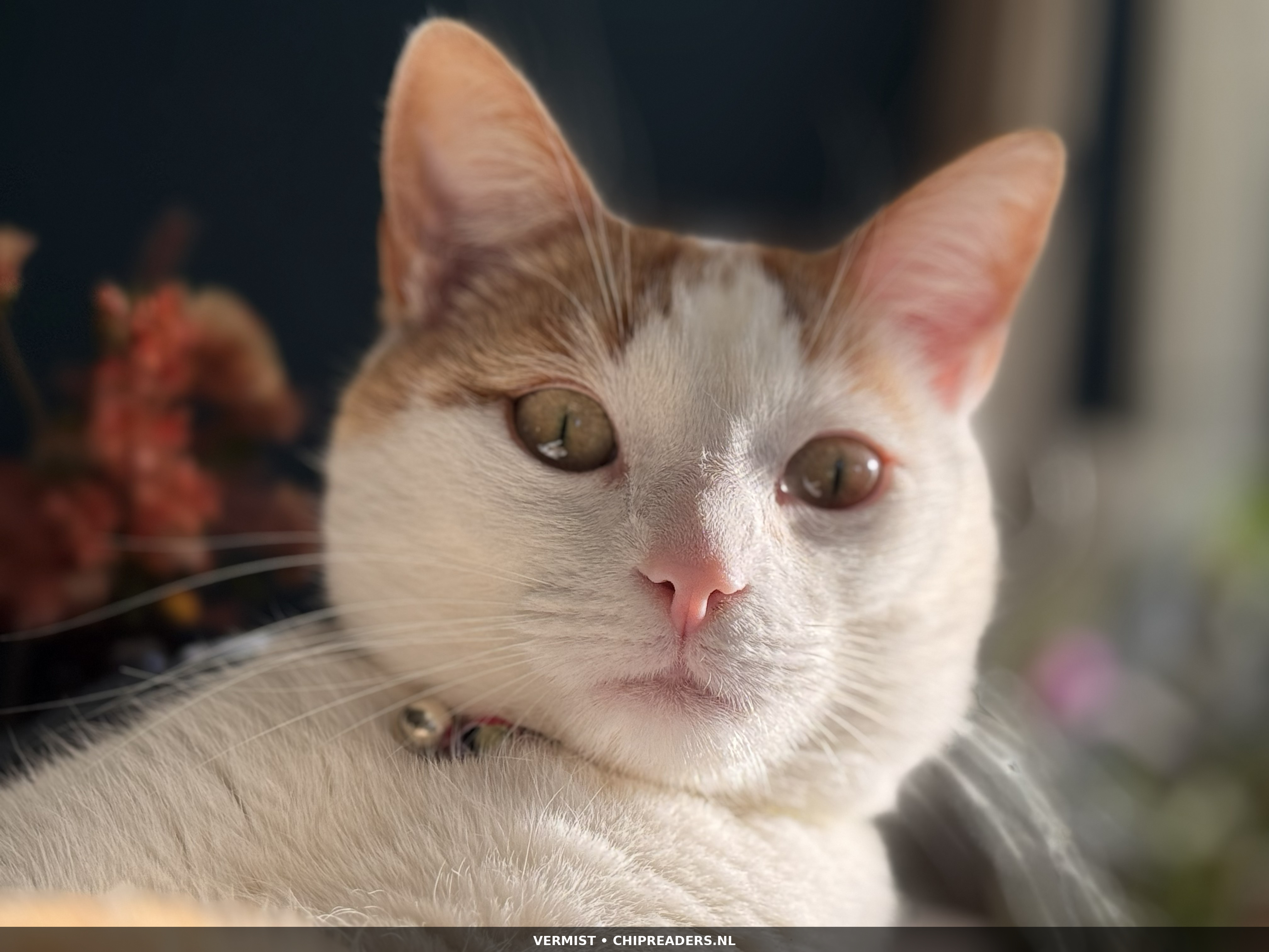 Koos(je) foto 6