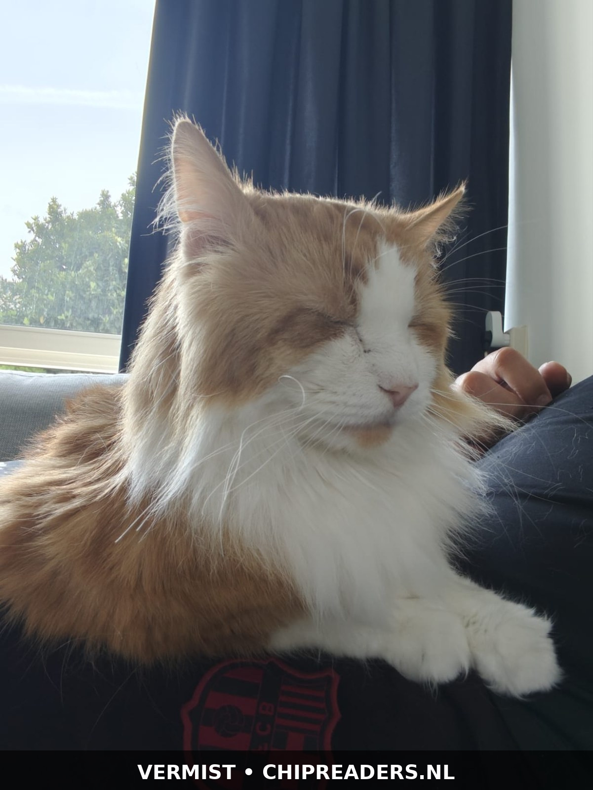 Foto van Taco