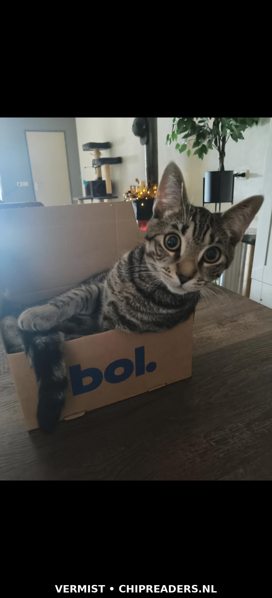 Loki foto 3