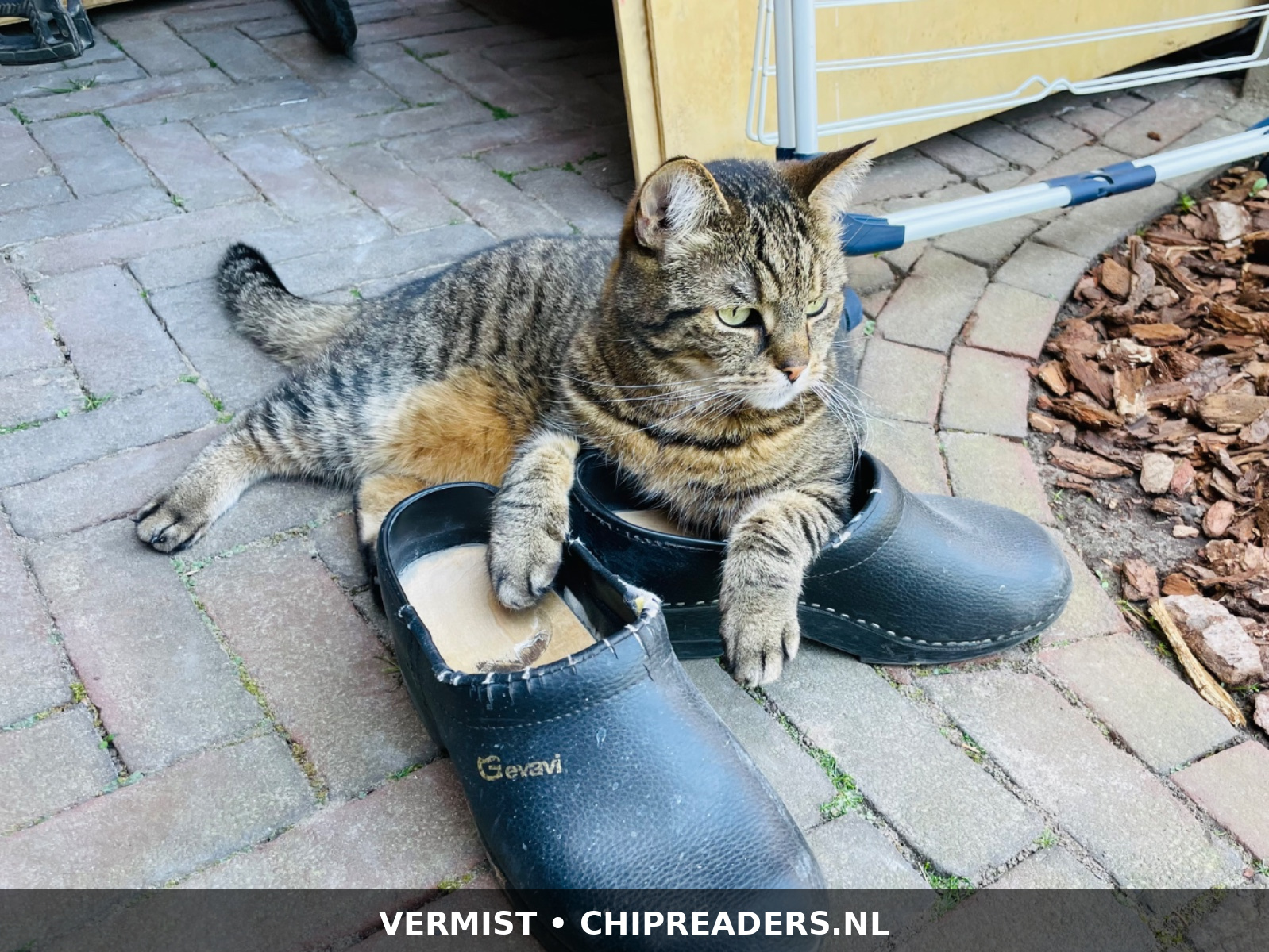 Foto van Stitch