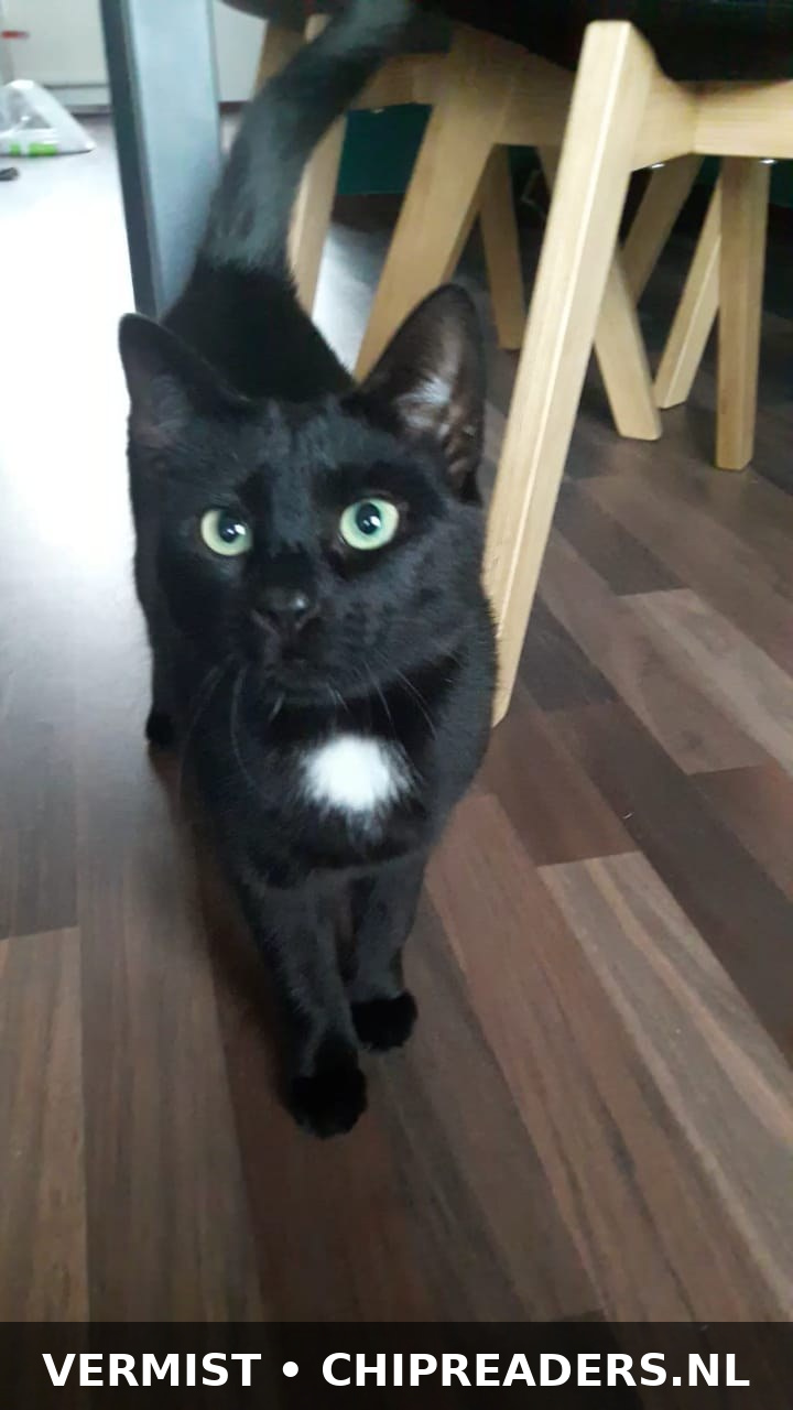Bibi