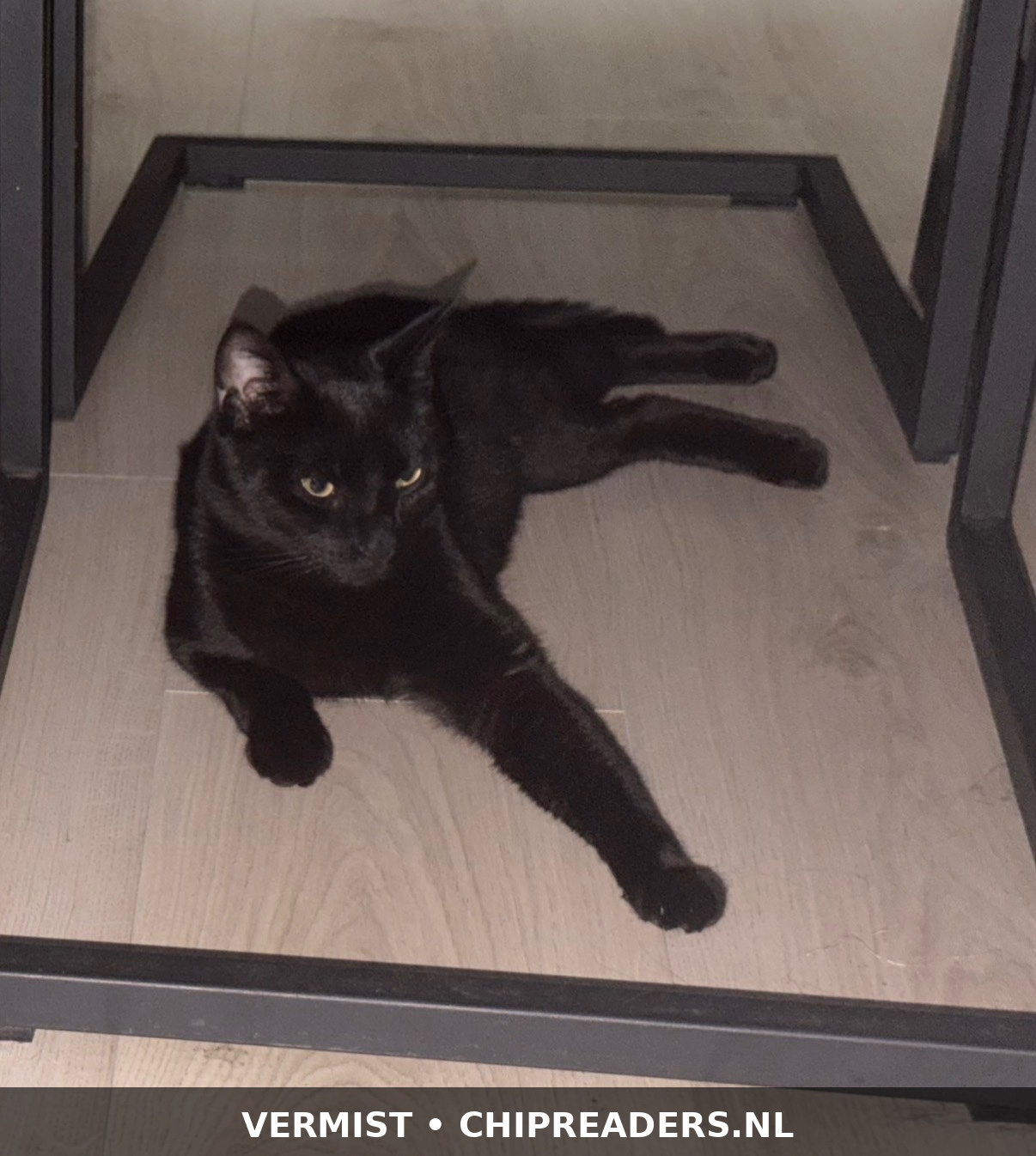 Foto van Gato