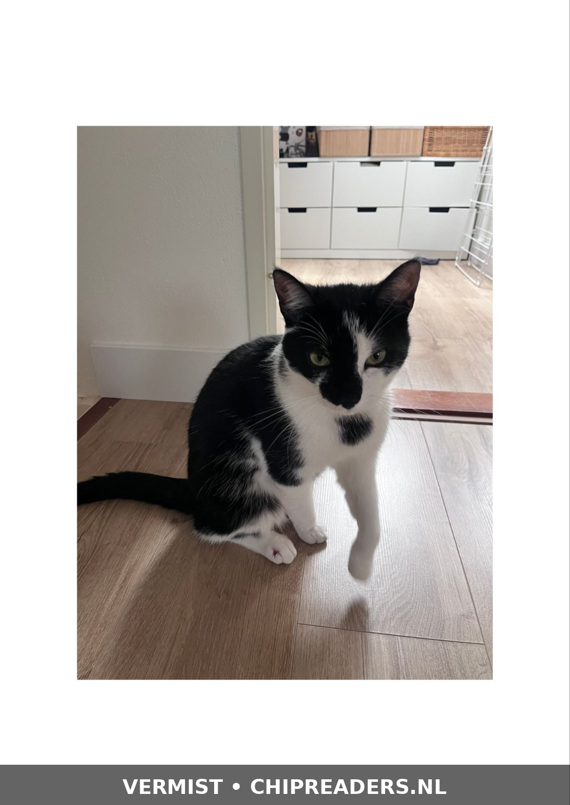 Foto van Joey