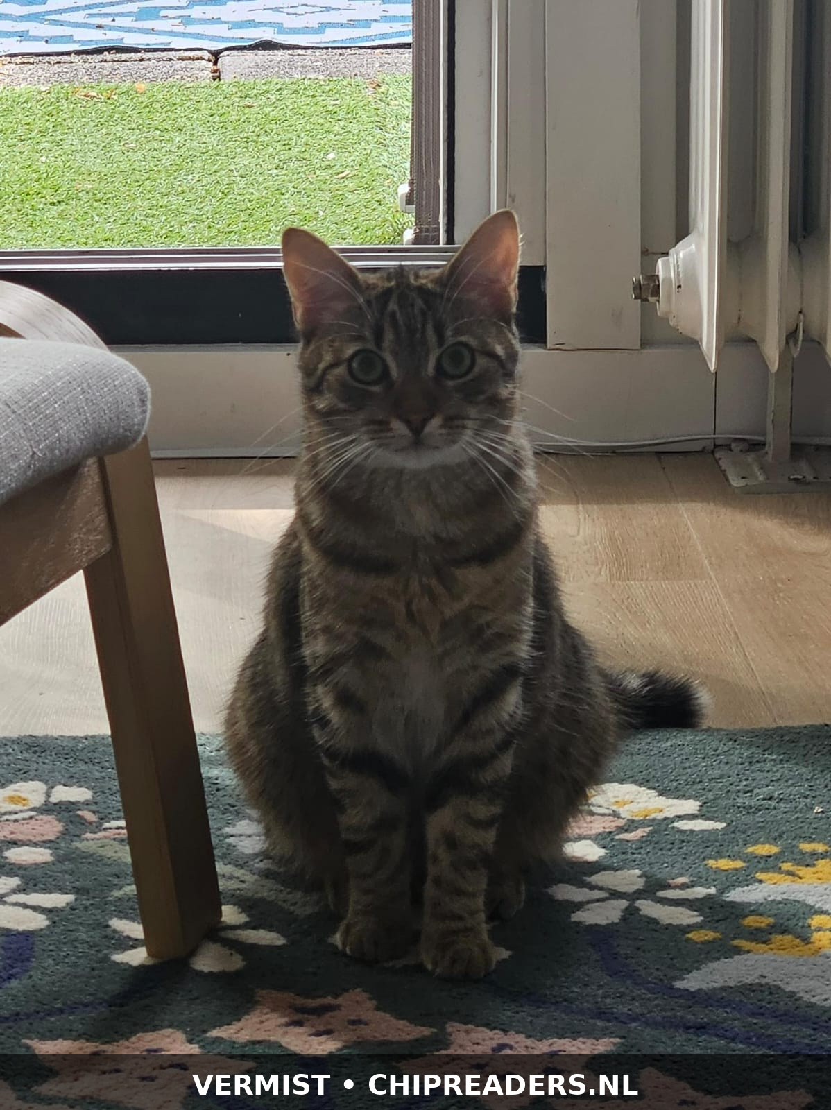 Simba foto 2