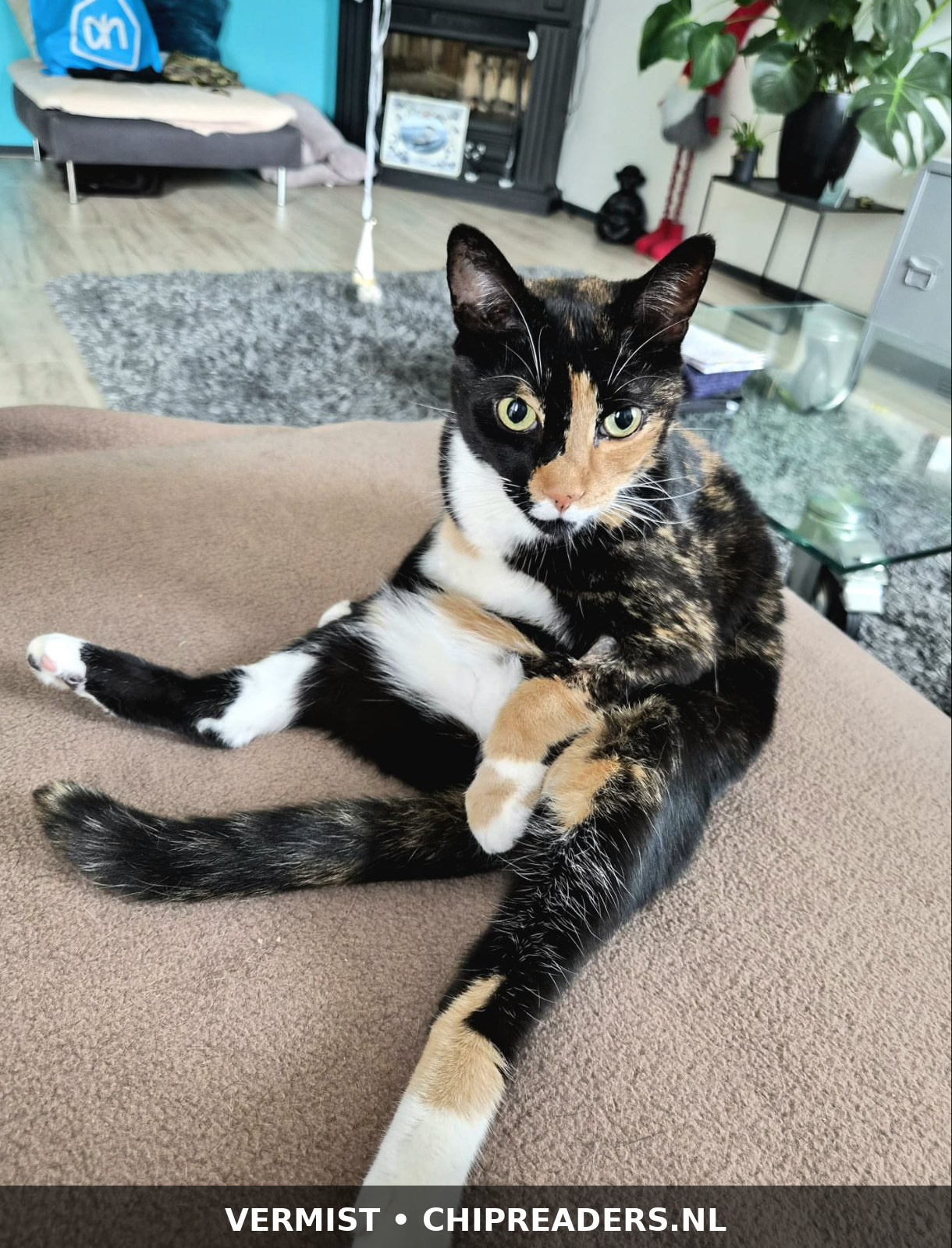 Foto van Simba