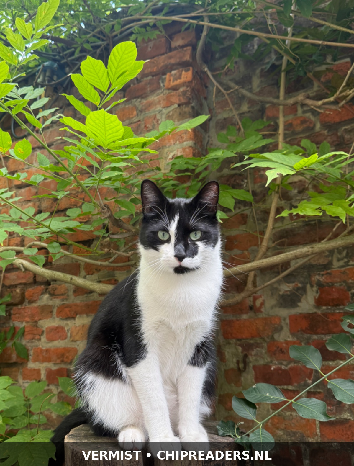 Zoro