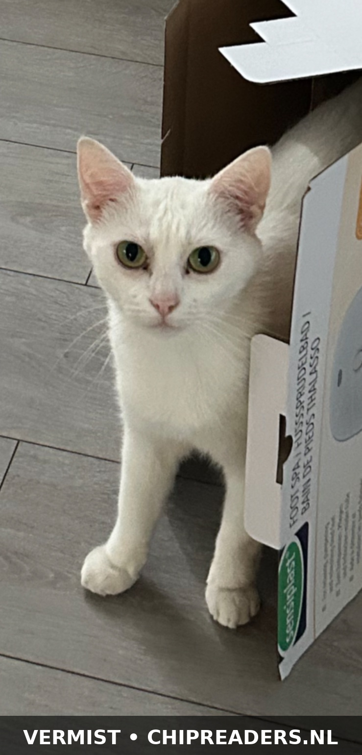 Pamuk