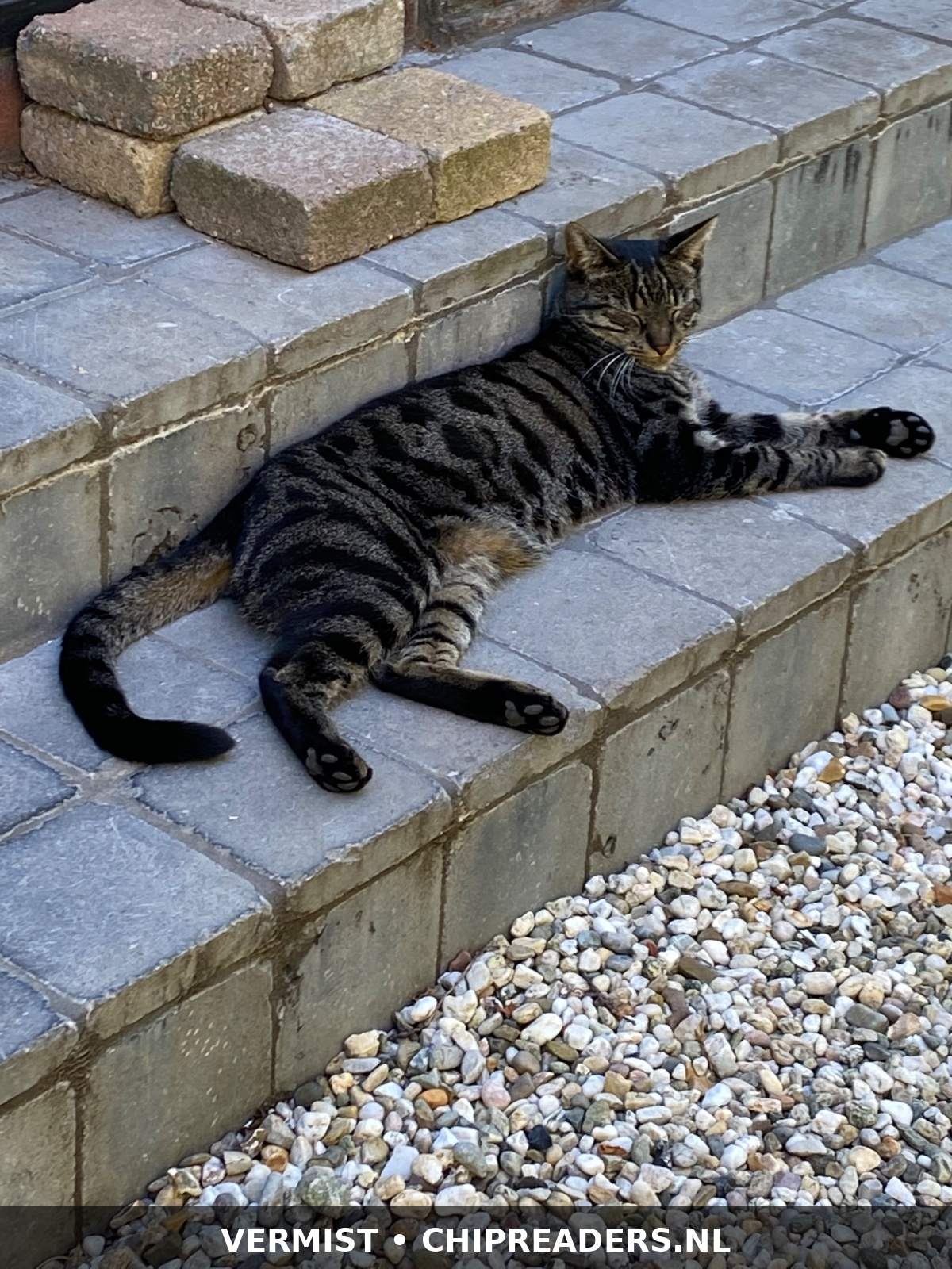 Foto van Mickey