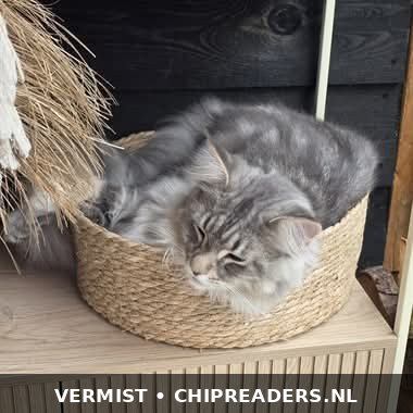 Foto van Muffin