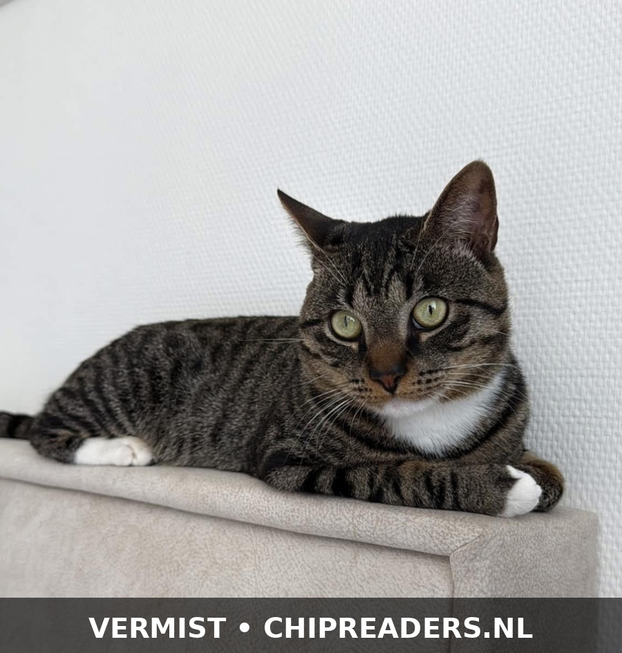 Foto van Qamar