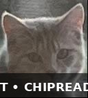 Foto van Pip