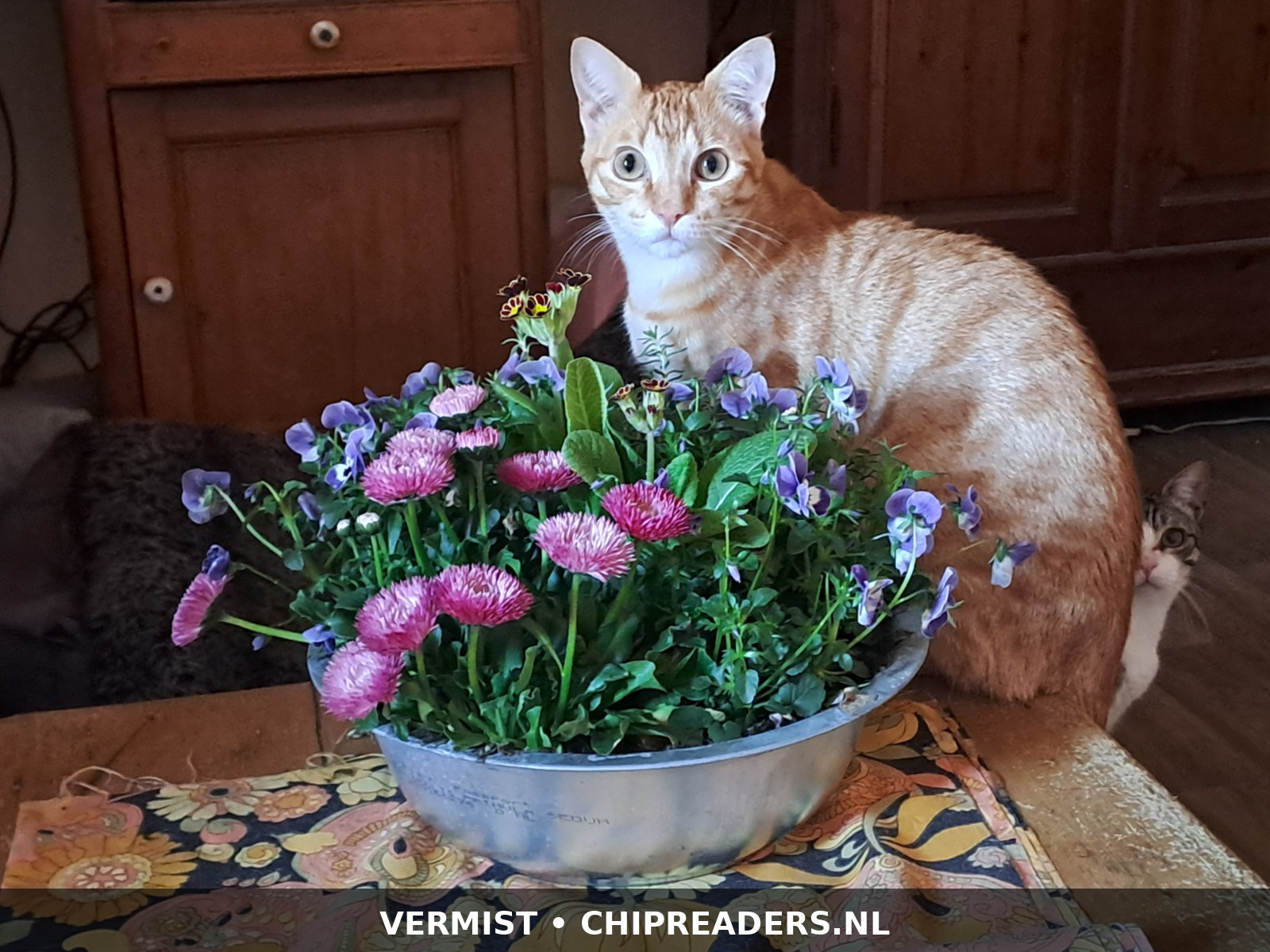 Foto van Leonardo