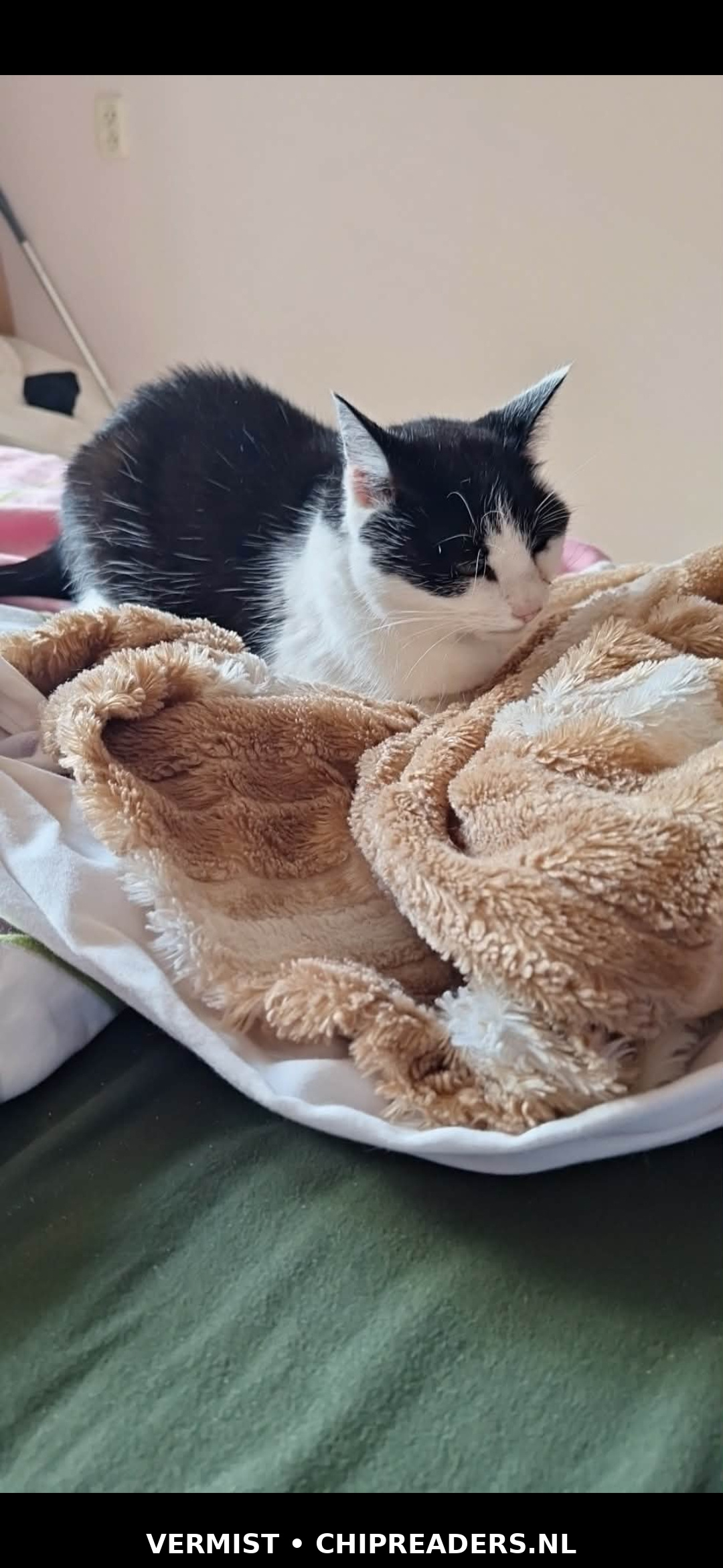 Mika foto 2