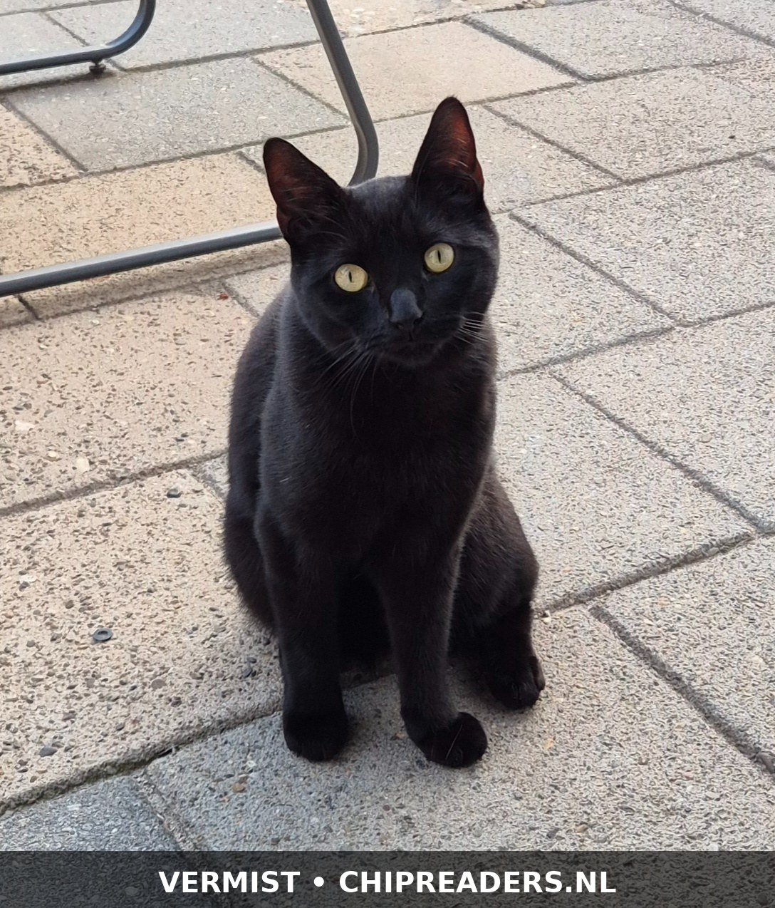Foto van Tyson