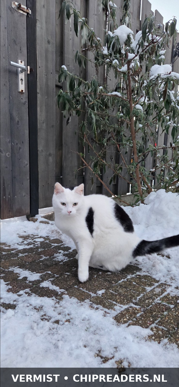 Olaf