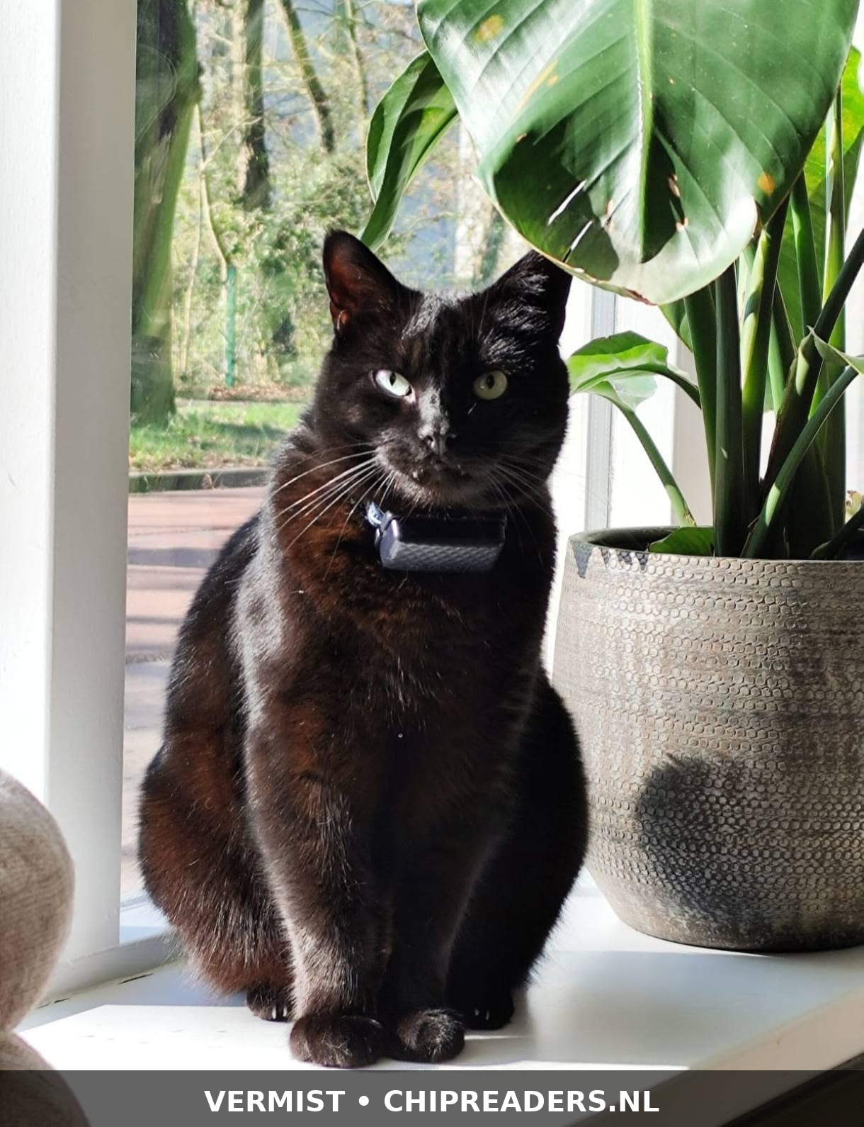 Bodhi