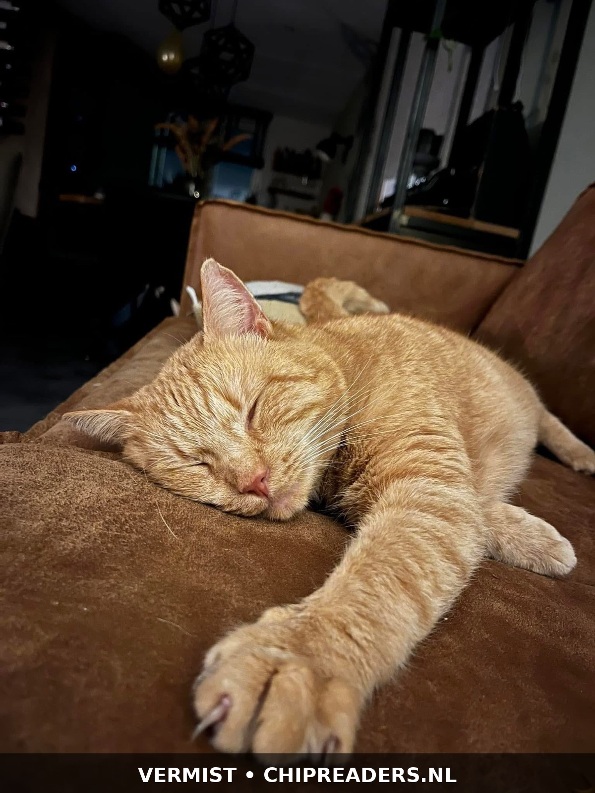 Foto van Binkie
