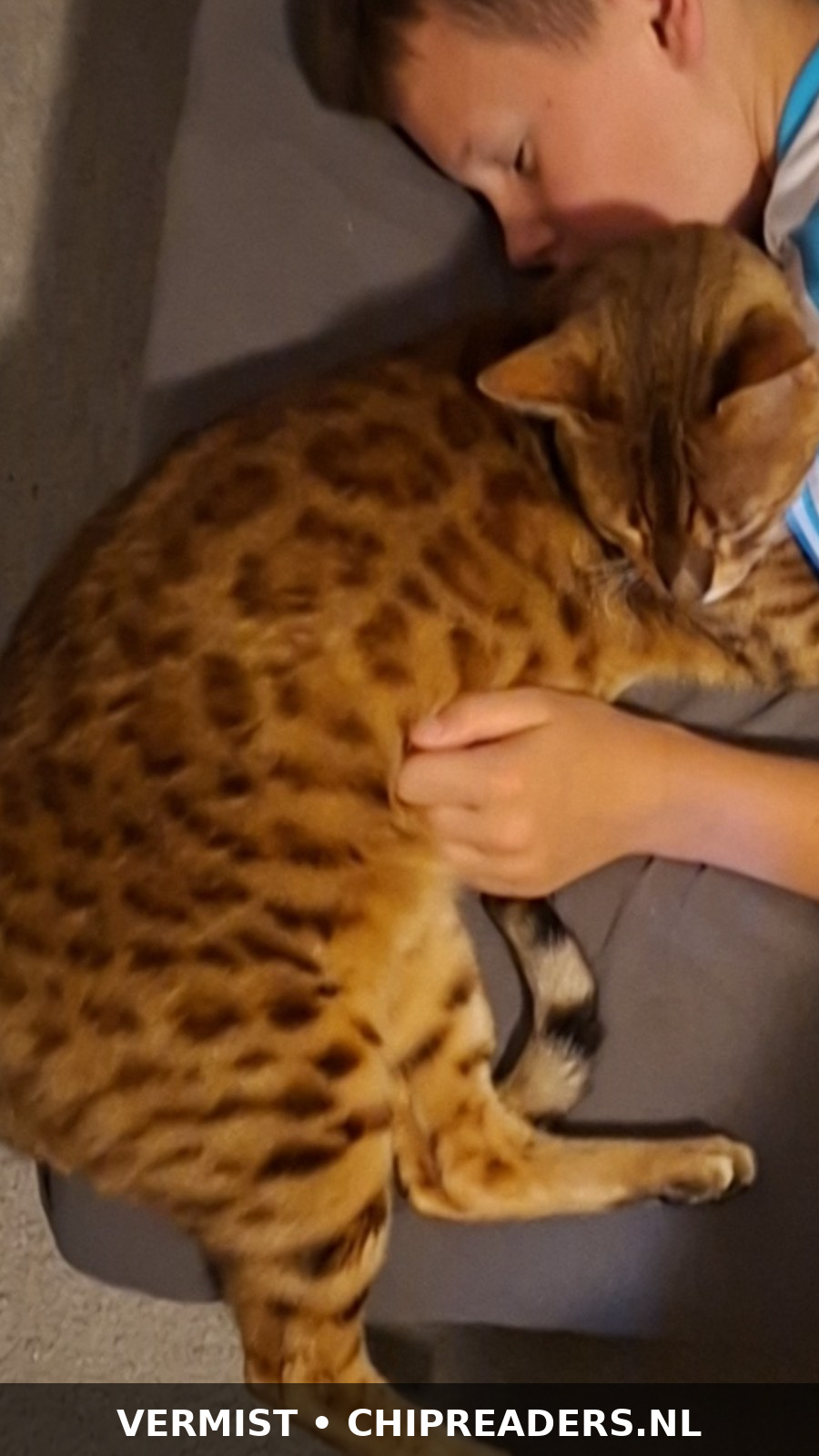 Tijger
