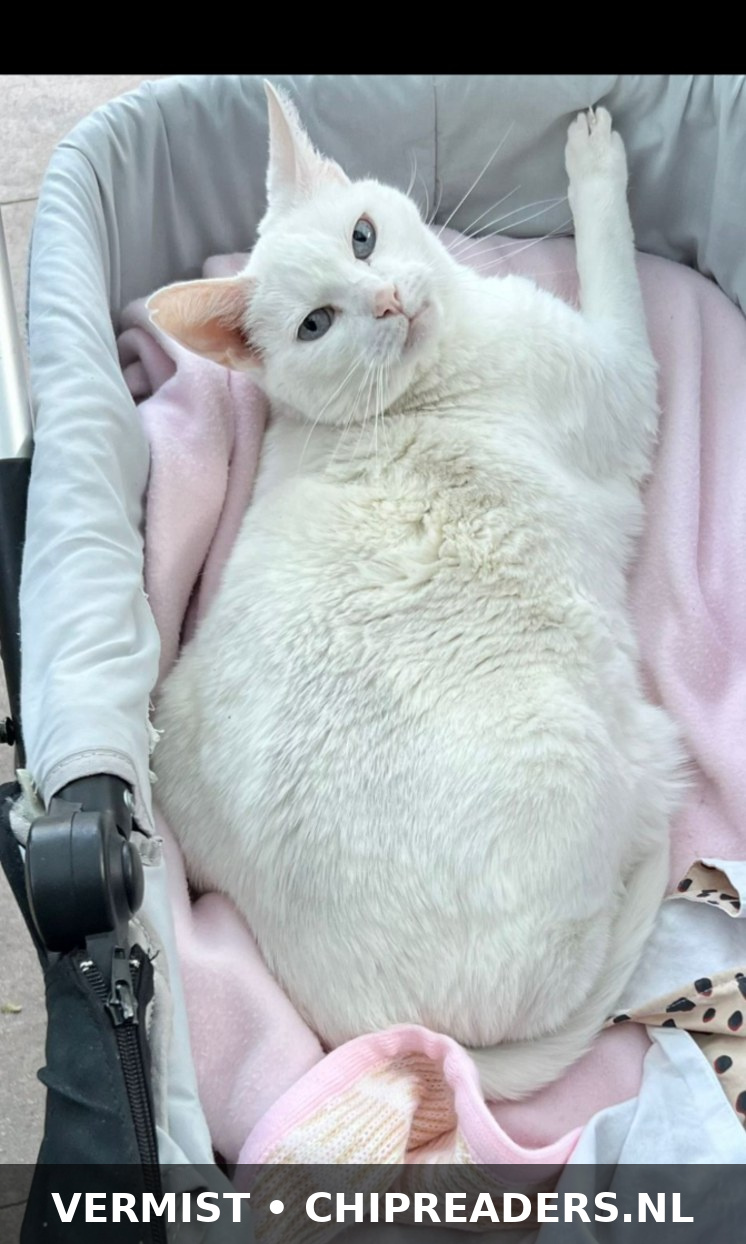Diva foto 1