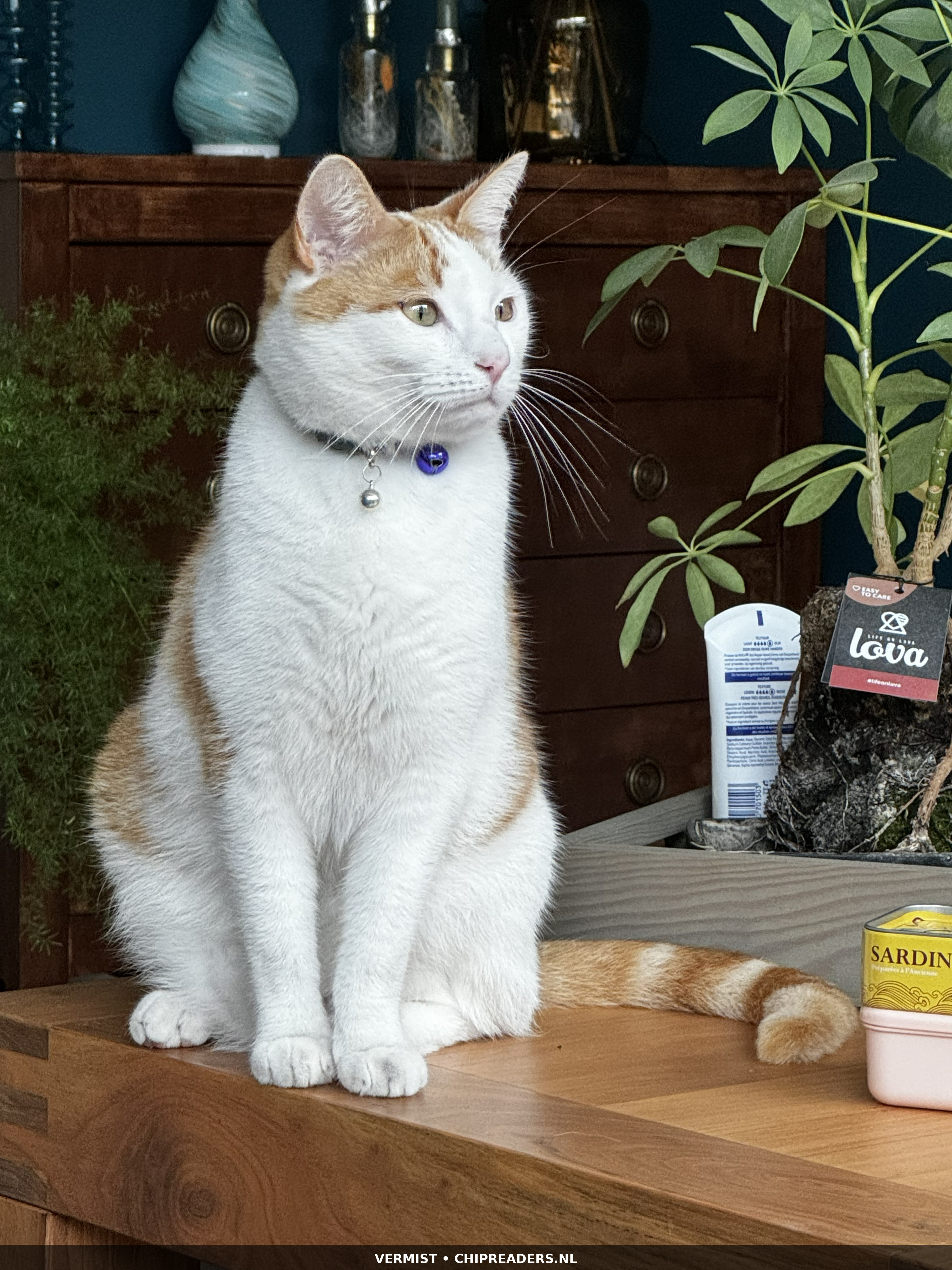 Koos(je) foto 4